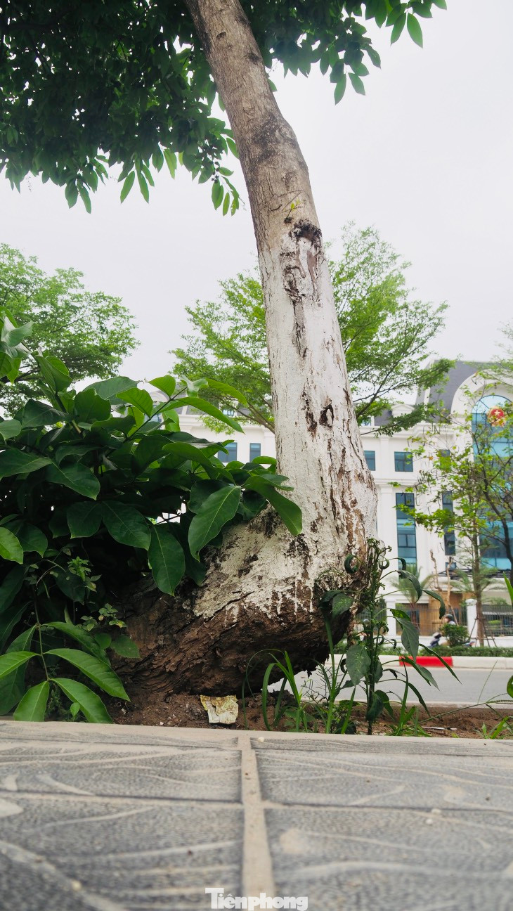 Cuối năm 2023, vỉa hè phố Trần Thái Tông (quận Cầu Giấy, Hà Nội) được cải tạo lát lại đá. Phố Trần Thái Tông xuất hiện tình trạng hàng loạt cây xanh có bộ rễ trồi lên khỏi mặt đất hàng chục cm.