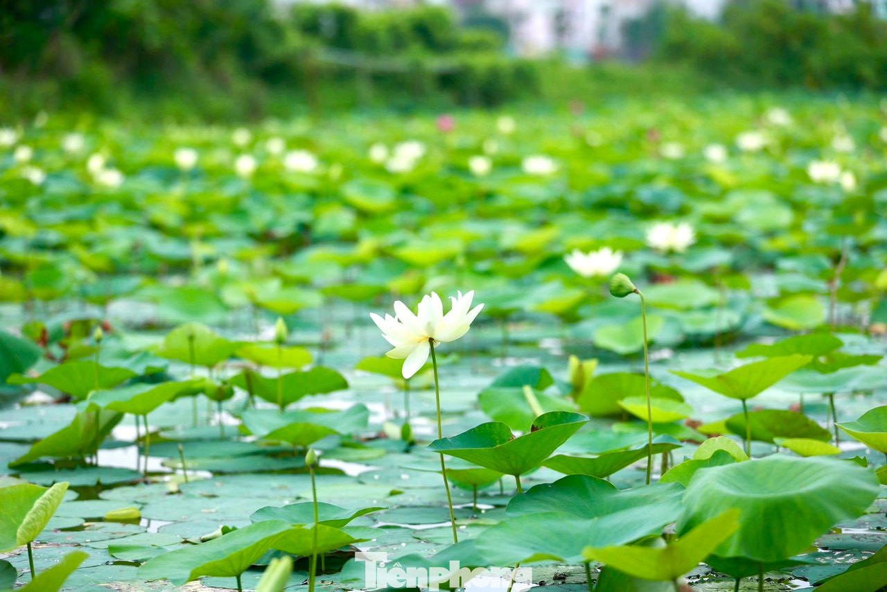 Sen trắng còn có tên gọi tao nhã là Bạch Liên, loài hoa sen mang vẻ đẹp thanh tao và tinh khiết. Sen trắng còn có tên gọi tao nhã là Bạch Liên, loài hoa sen mang vẻ đẹp thanh tao và tinh khiết.