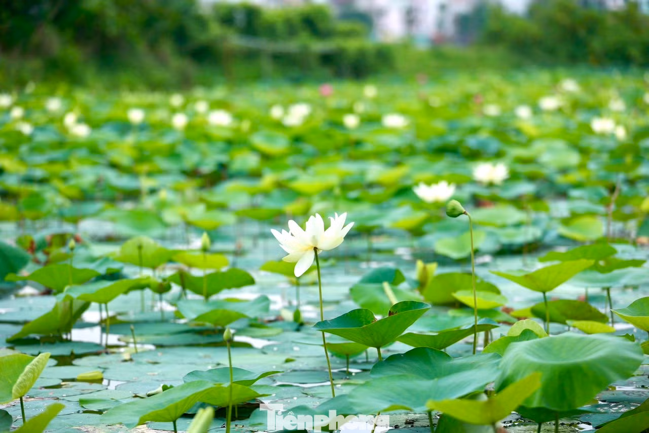 Sen trắng còn có tên gọi tao nhã là Bạch Liên, loài hoa sen mang vẻ đẹp thanh tao và tinh khiết.
