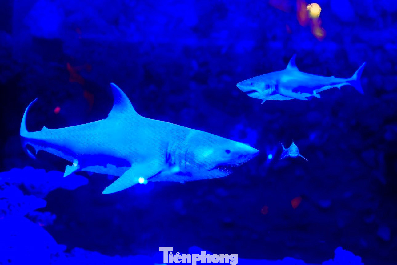 Công nghệ này giúp người xem quan sát hình ảnh nổi 360 độ mà không cần sử dụng màn chiếu, kính đeo chuyên dụng. Với thủy cung, điểm ưu việt lớn nhất là không có sự can thiệp, tác động đến môi trường tự nhiên sinh trưởng các loài vật.