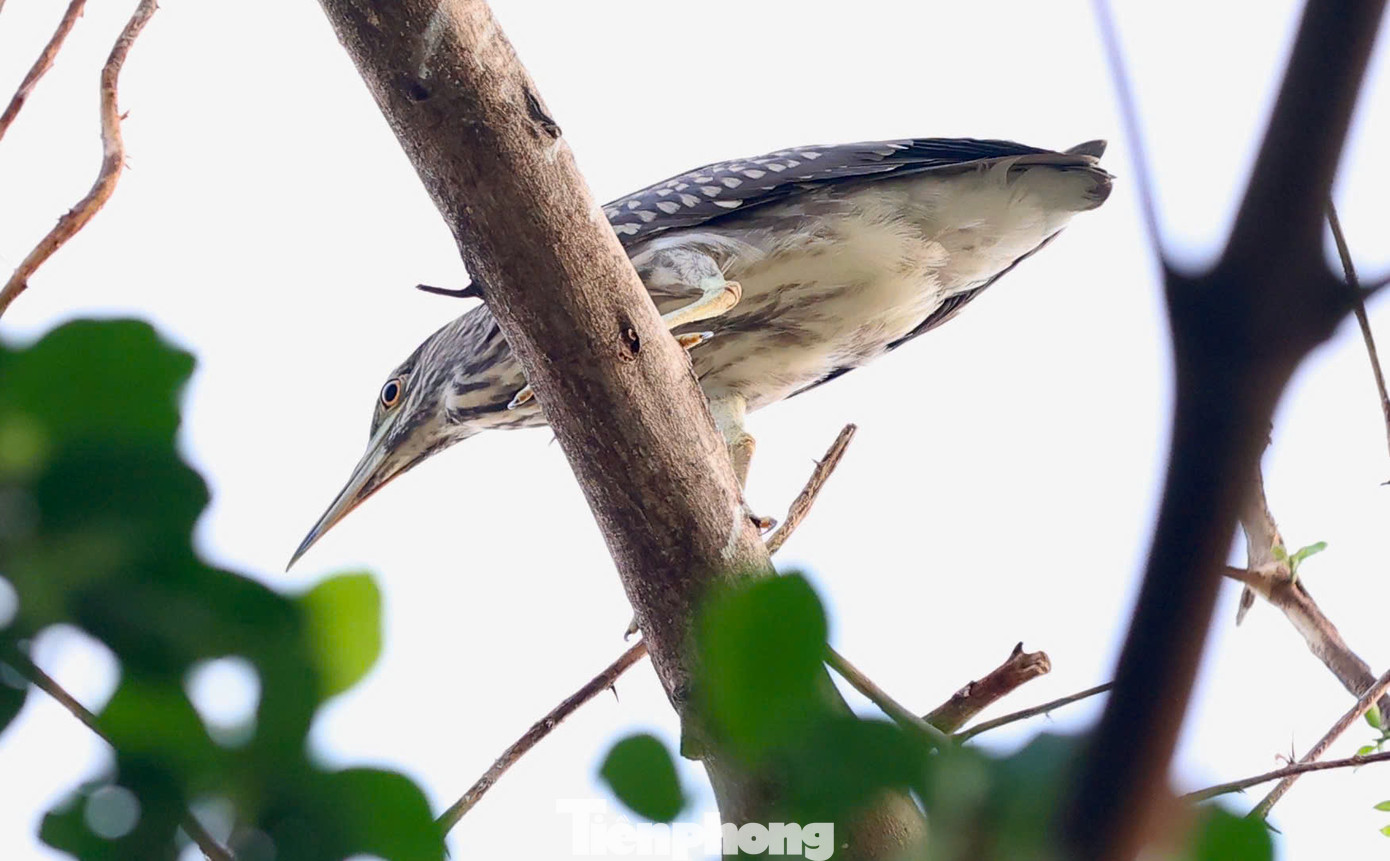 Các loài chim ở đây có vạc, diệc, cò xanh (thuộc họ diệc), bói cá... Các loài chim ở đây có vạc, diệc, cò xanh (thuộc họ diệc), bói cá...