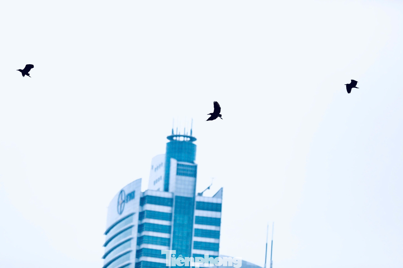 Một du khách cho biết: “Tôi rất bất ngờ khi thấy có một hòn đảo nhỏ giữa Hà Nội mà lại có nhiều chim sống đến vậy". Một du khách cho biết: “Tôi rất bất ngờ khi thấy có một hòn đảo nhỏ giữa Hà Nội mà lại có nhiều chim sống đến vậy".