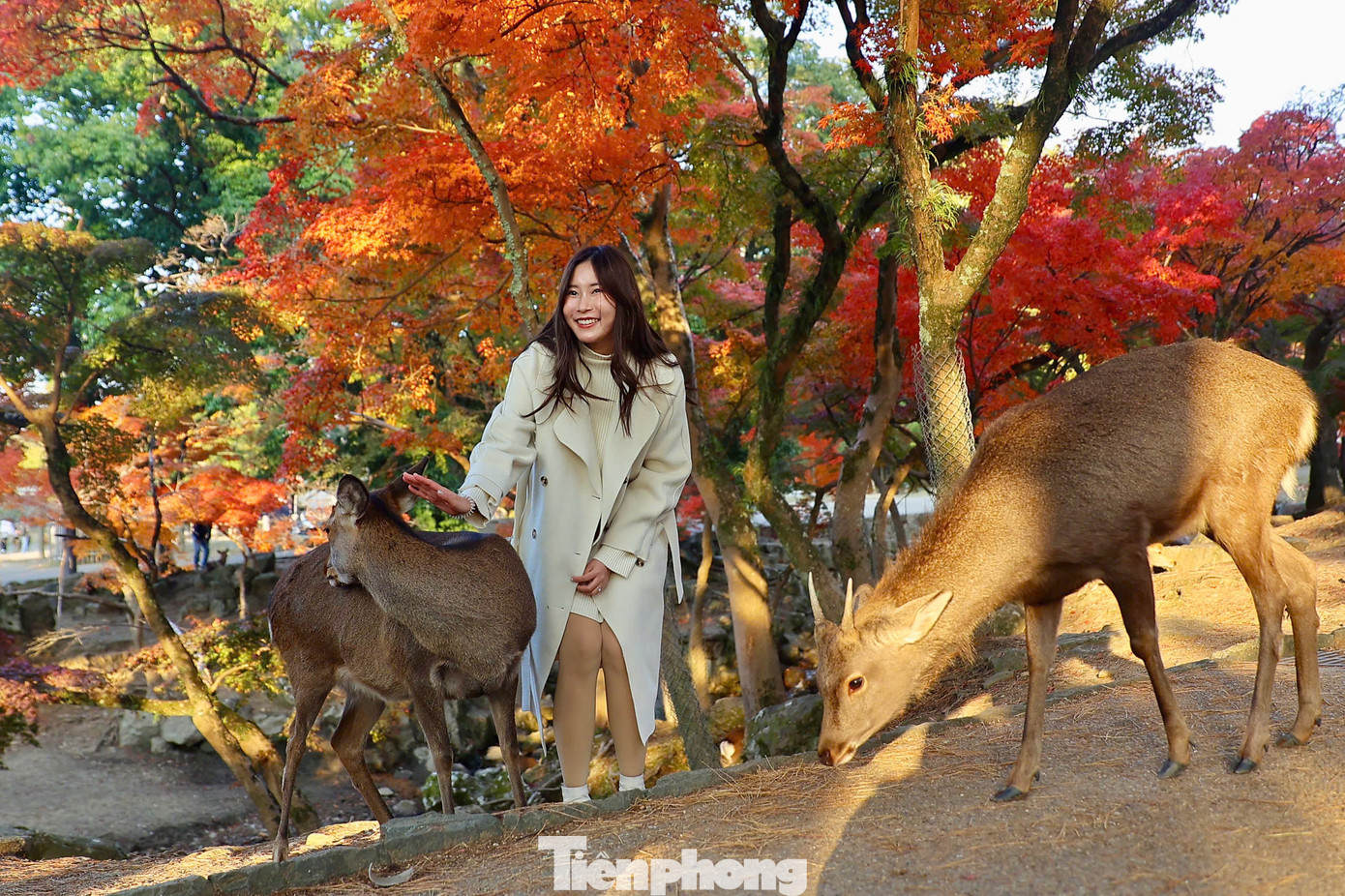 Công viên Nara cũng là nơi sinh sống và bảo tồn, chăm sóc của hơn 1.200 chú hươu Sika, loài vật đã đã trở thành biểu tượng của công viên.