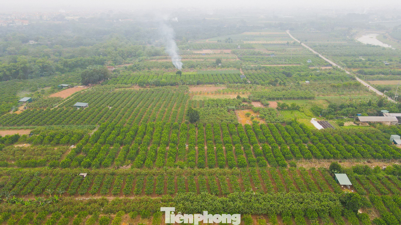 Từ các điểm ngoại thành Hà Nội, dâu tằm được vận chuyển vào phía Nam để bán và xuất ra các chợ ngoài trung tâm Hà Nội. Giá dâu bán lẻ tại các chợ trên địa bàn Thủ đô dao động từ 30.000 đồng - 50.000 đồng/kg.