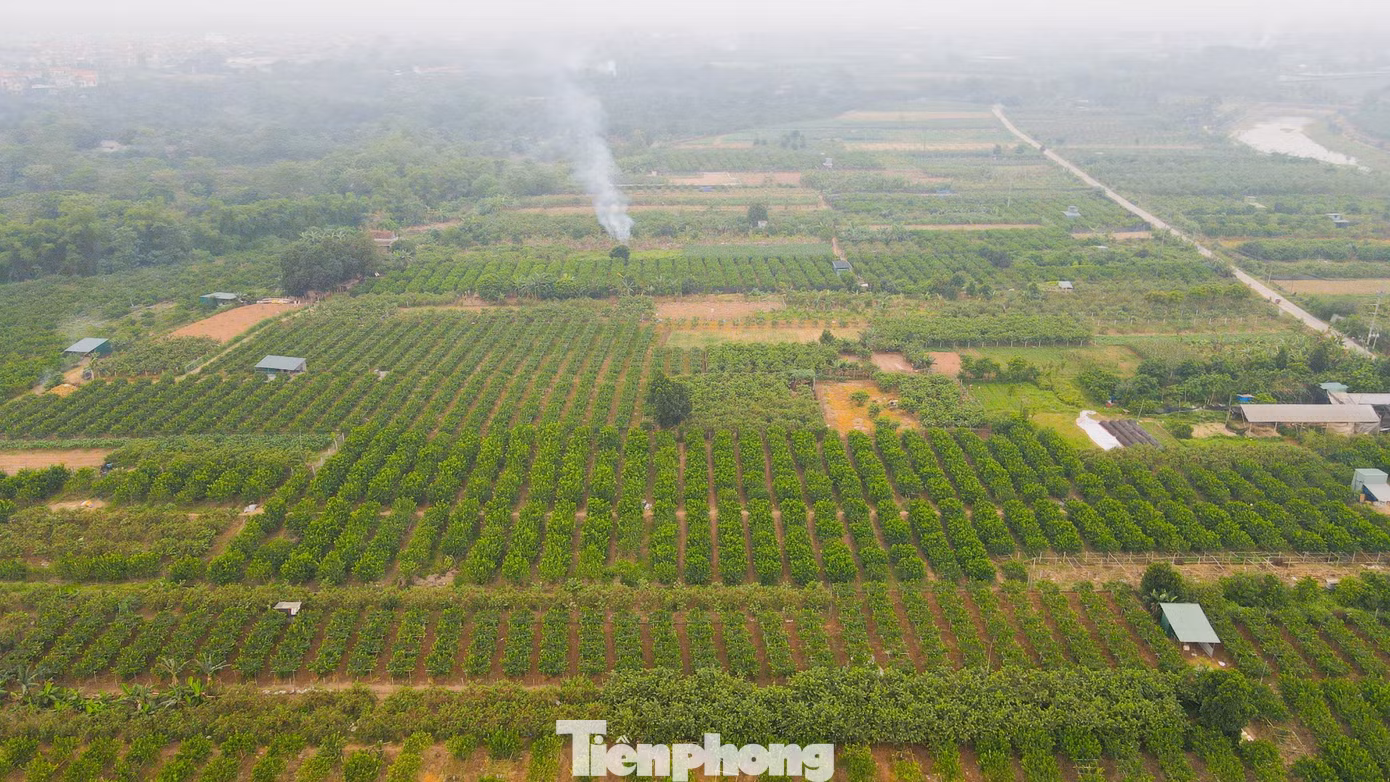 Từ các điểm ngoại thành Hà Nội, dâu tằm được vận chuyển vào phía Nam để bán và xuất ra các chợ ngoài trung tâm Hà Nội. Giá dâu bán lẻ tại các chợ trên địa bàn Thủ đô dao động từ 30.000 đồng - 50.000 đồng/kg.