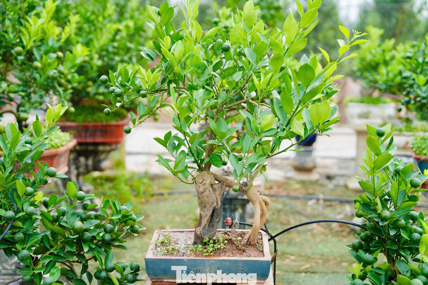 Chủ vườn cảnh Xuân Lộc (phườngTứ Liên, quận Tây Hồ) chia sẻ: "Theo nghĩa Hán - Việt, mộc là cây, căn là rễ. Quất mộc căn tức là cây quất có bộ rễ nhô lên khỏi mặt đất, phô ra vẻ đẹp vừa khỏe mạnh vừa mềm mại. Gọi là quất mộc căn để nhấn mạnh tiêu chí nghệ thuật quan trọng nhất nằm ở bộ rễ cây, hàm ý sức mạnh của bộ rễ cũng giống như con người. Dù có khó khăn, gian nan nhưng lúc nào cũng mạnh mẽ vươn lên trong cuộc sống".