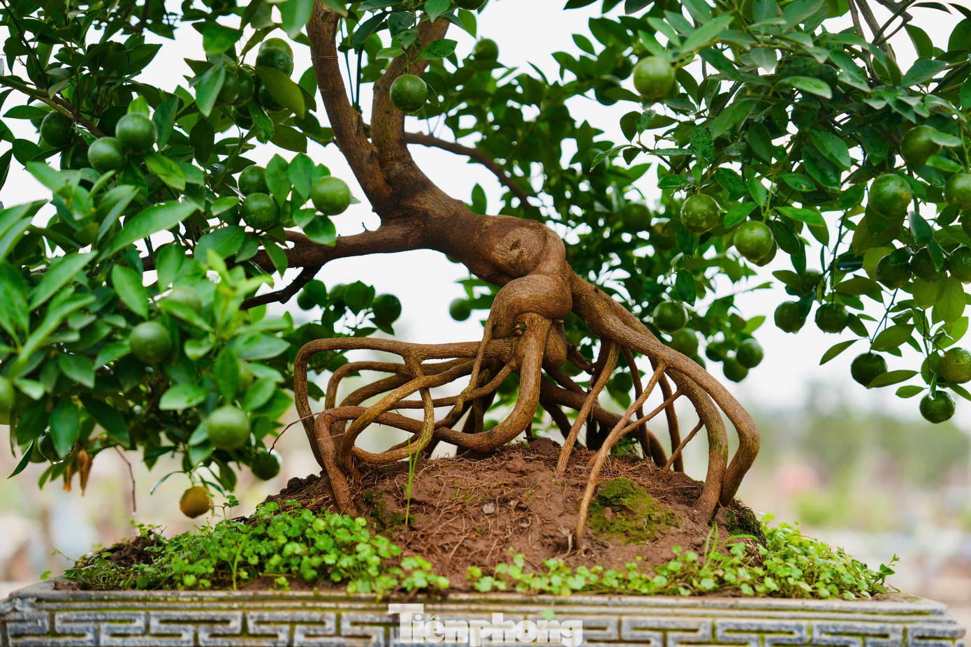 Tuỳ theo kích thước, độ đẹp của cây mà quất mộc căn có giá từ hơn 1 triệu đồng cho tới hàng chục triệu đồng.