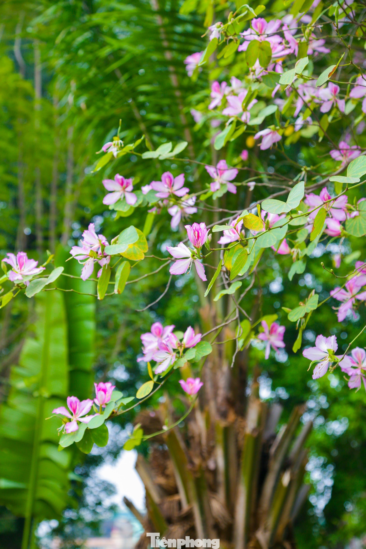 Cây hoa ban người ta thường gọi với một cái tên dân dã là cây mòng giò, hoa ban được dịch theo tiếng Thái có nghĩa là loài hoa ngọt, ngọt ở đây là ngọt ngào, da diết.