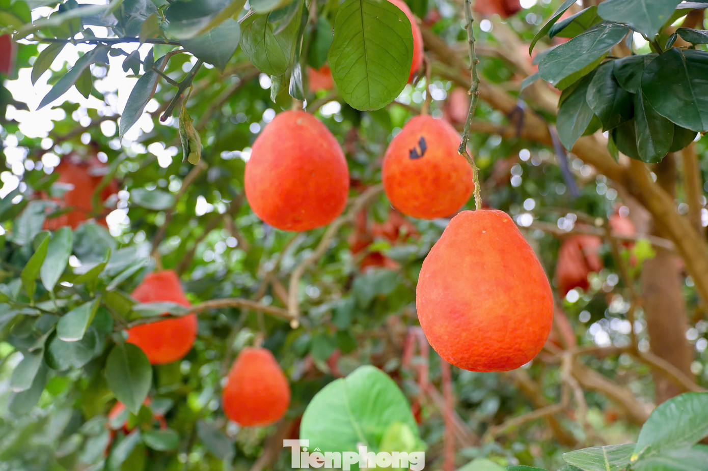 Trao đổi với PV Tiền Phong, ông Lương Văn Phương, Chủ tịch HĐQT Hợp tác xã bưởi đỏ Đông Cao cho biết: " Năm nay chúng tôi thiệt hại nặng nề (hơn 60% sản lượng) do bão lụt nên giờ chỉ còn khoảng 30-40%. Gia đình thiệt hại ước tính từ 1,5 tỉ -1,8 tỉ đồng; bưởi thương phẩm thiệt hại khoảng 800 triệu đồng, còn bưởi khuôn tài lộc và chi phí phân bón vật tư xấp xỉ 1 tỉ đồng". Trao đổi với PV Tiền Phong, ông Lương Văn Phương, Chủ tịch HĐQT Hợp tác xã bưởi đỏ Đông Cao cho biết: " Năm nay chúng tôi thiệt hại nặng nề (hơn 60% sản lượng) do bão lụt nên giờ chỉ còn khoảng 30-40%. Gia đình thiệt hại ước tính từ 1,5 tỉ -1,8 tỉ đồng; bưởi thương phẩm thiệt hại khoảng 800 triệu đồng, còn bưởi khuôn tài lộc và chi phí phân bón vật tư xấp xỉ 1 tỉ đồng".