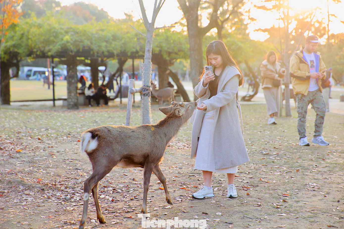 Theo tín ngưỡng của người dân địa phương, những chú hươu Sika được xem là sứ giả của các vị thần, là hiện thân của những điều linh thiêng và may mắn.