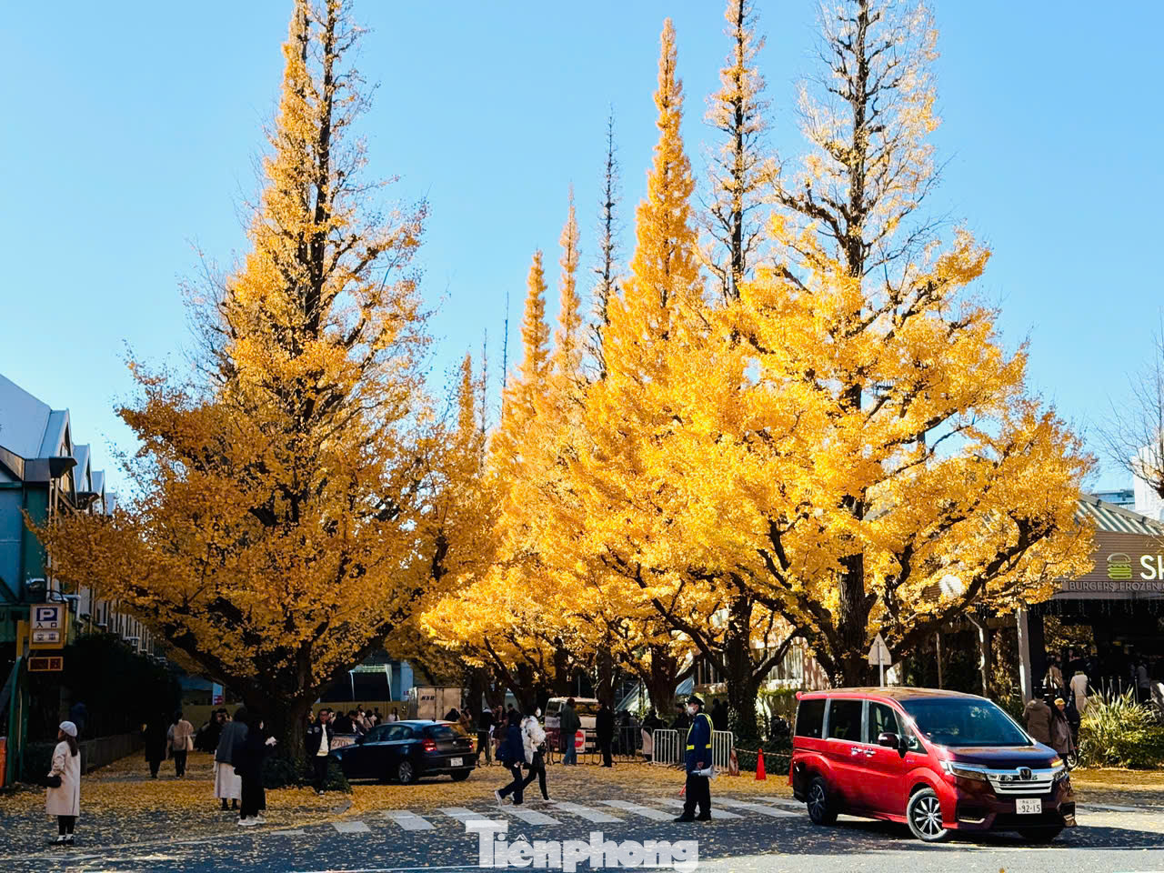 Khu Meiji Jingu Gaien với 150 cây ngân hạnh được trồng thẳng lối con đường hơn 300 m. Lá rụng tạo thành tấm thảm vàng tự nhiên, thu hút rất nhiều du khách đến tham quan, chụp ảnh.