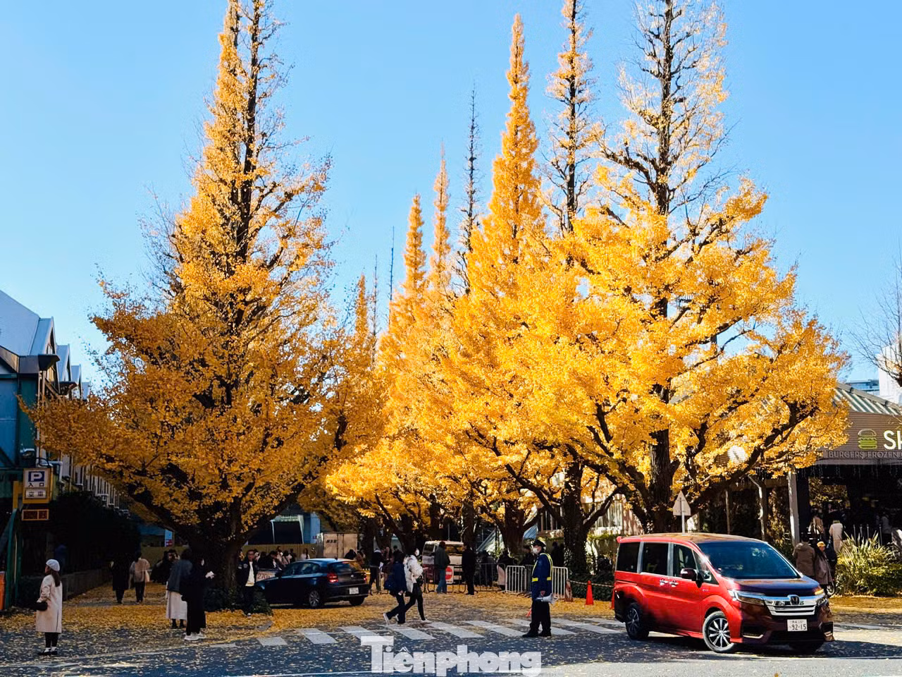 Khu Meiji Jingu Gaien với 150 cây ngân hạnh được trồng thẳng lối con đường hơn 300 m. Lá rụng tạo thành tấm thảm vàng tự nhiên, thu hút rất nhiều du khách đến tham quan, chụp ảnh.