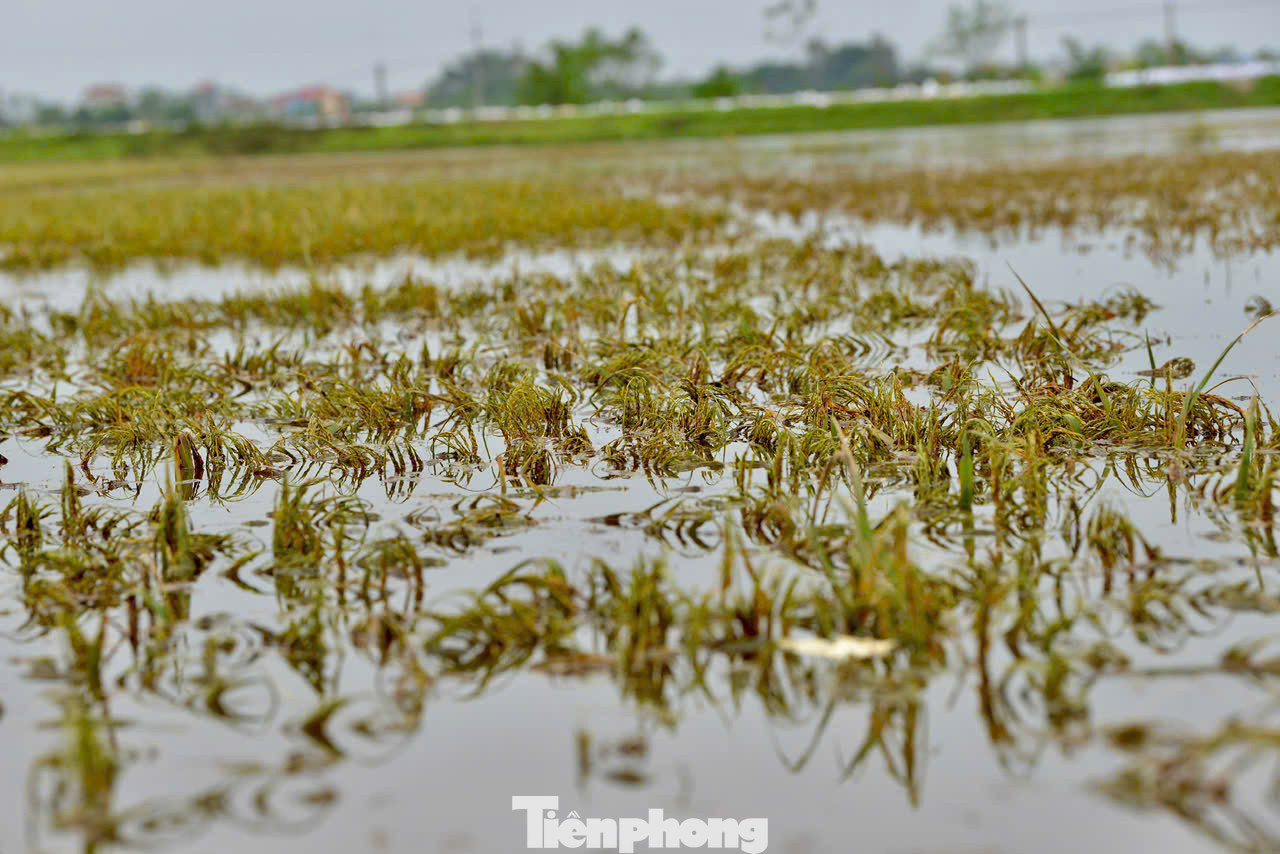 Nước nhấn chìm cánh đồng thôn Khôn Duy, xã Mỹ Lương từ 2 tuần nay, nhiều người dân cho biết, suốt từ năm 1971 đến nay, đây là lần thứ hai lũ sông Bùi lên cao như vậy.