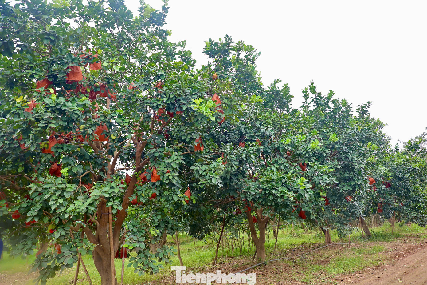 Bưởi đỏ tiến vua với tạo hình độc đáo đúc chữ 'tài - lộc' hay thỏi vàng những năm gần đây trở thành mặt hàng ưa chuộng. Bưởi đỏ tiến vua với tạo hình độc đáo đúc chữ 'tài - lộc' hay thỏi vàng những năm gần đây trở thành mặt hàng ưa chuộng.