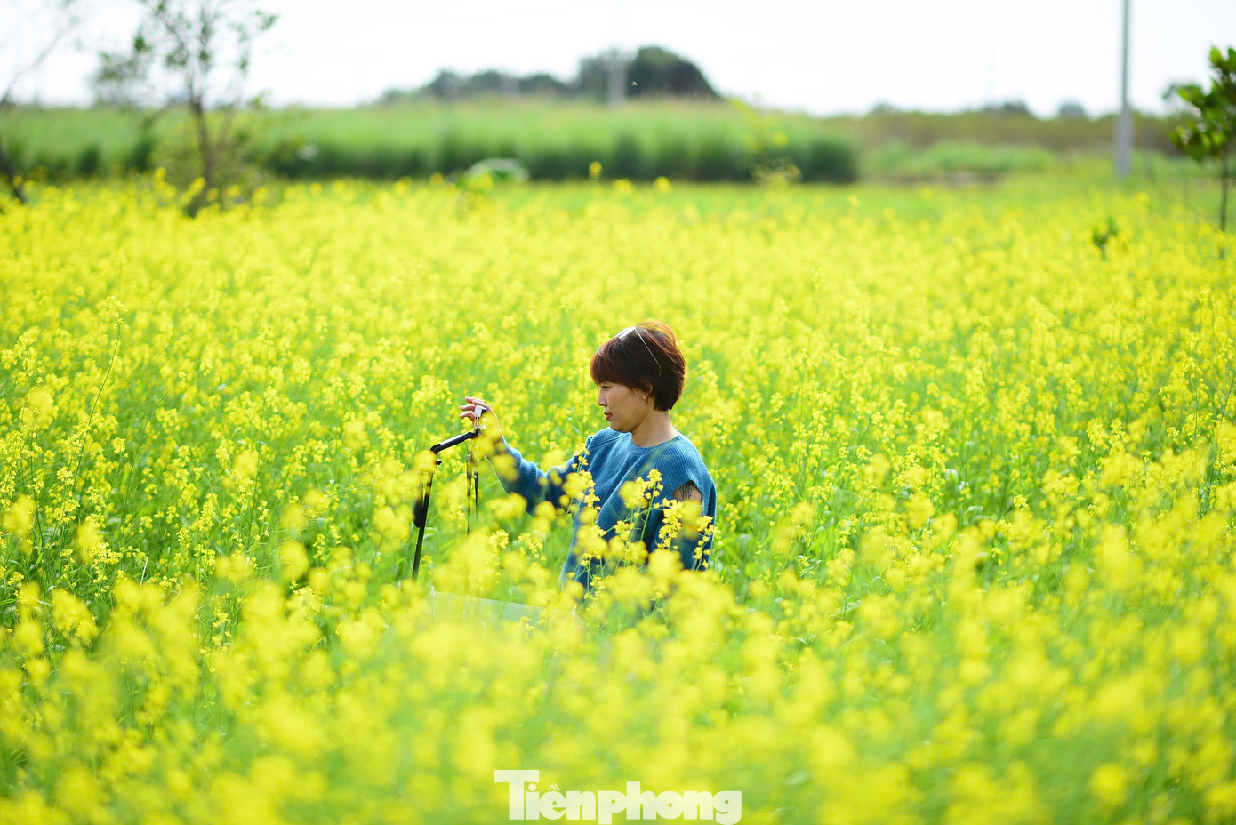Những cánh đồng hoa cải vàng rực rỡ như một bức tranh sống động, thu hút du khách đến chiêm ngưỡng và lưu lại những khoảnh khắc đẹp.