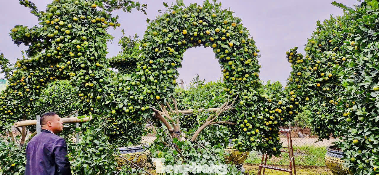 Cặp đôi rồng dài cả chục mét với giá 50 triệu đồng cũng đã được một khách hàng ở tỉnh Hà Nam đặt mua từ trung tuần tháng 12.