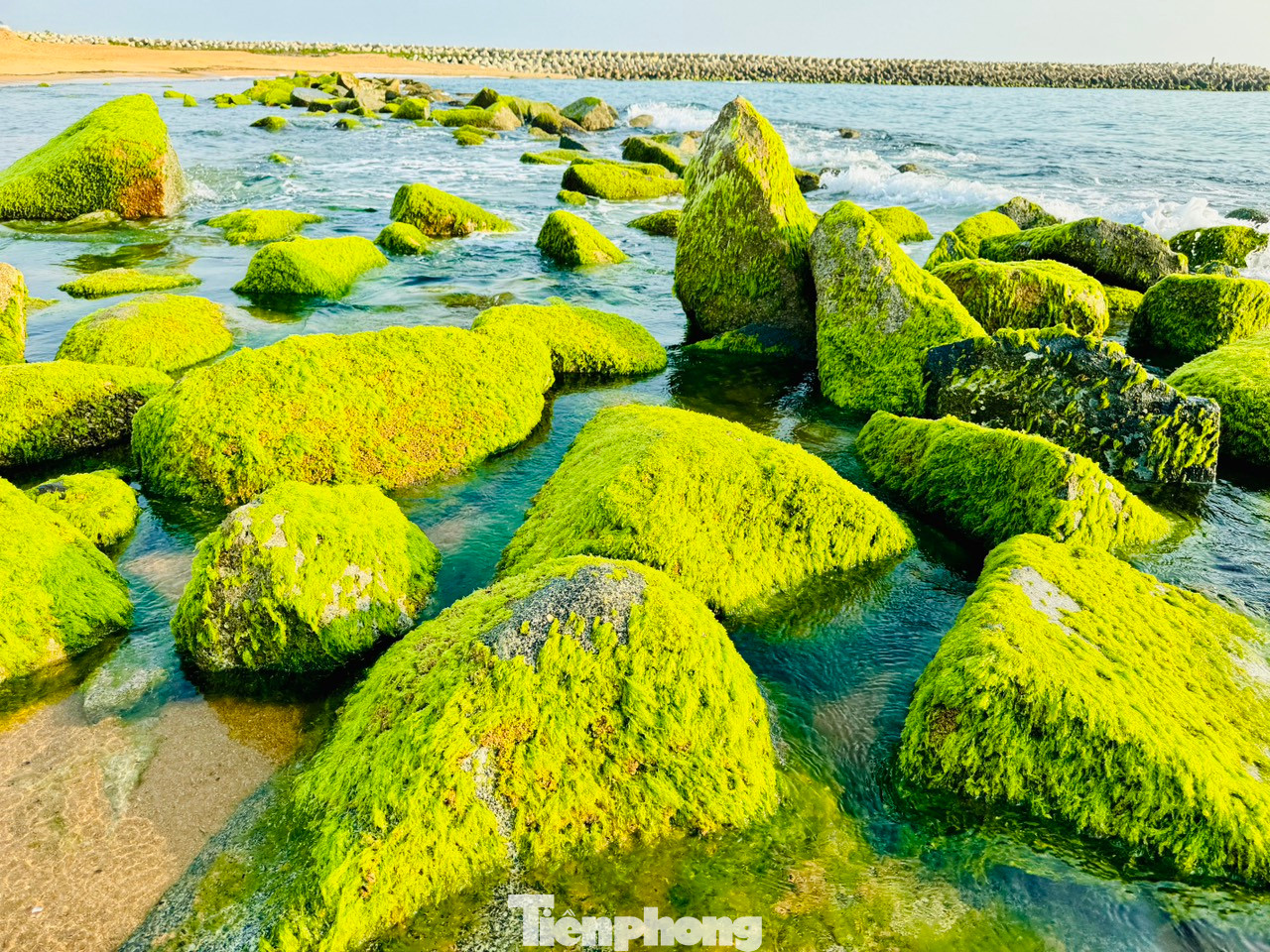 Loại rêu này xanh ngắt, có cọng dài và bám chặt vào đá, dập dềnh trên những tảng đá nửa nổi, nửa chìm.