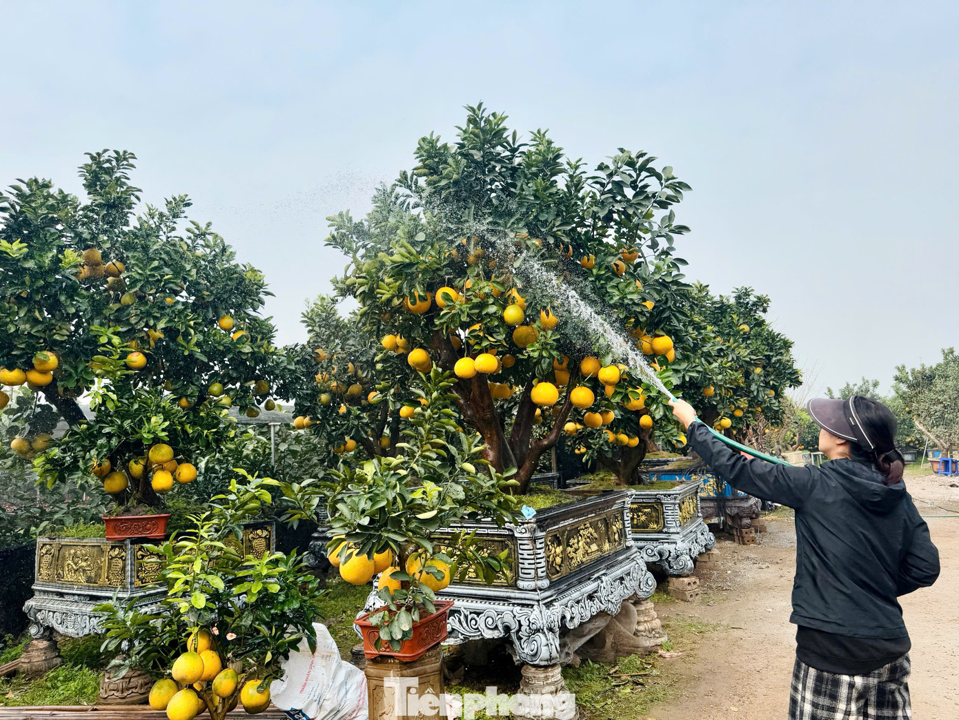 Các chủ vườn cho biết, giá các loại cây đặc biệt năm nay sẽ thấp hơn năm trước nên đã có nhiều gia đình, cơ quan đặt trước.
