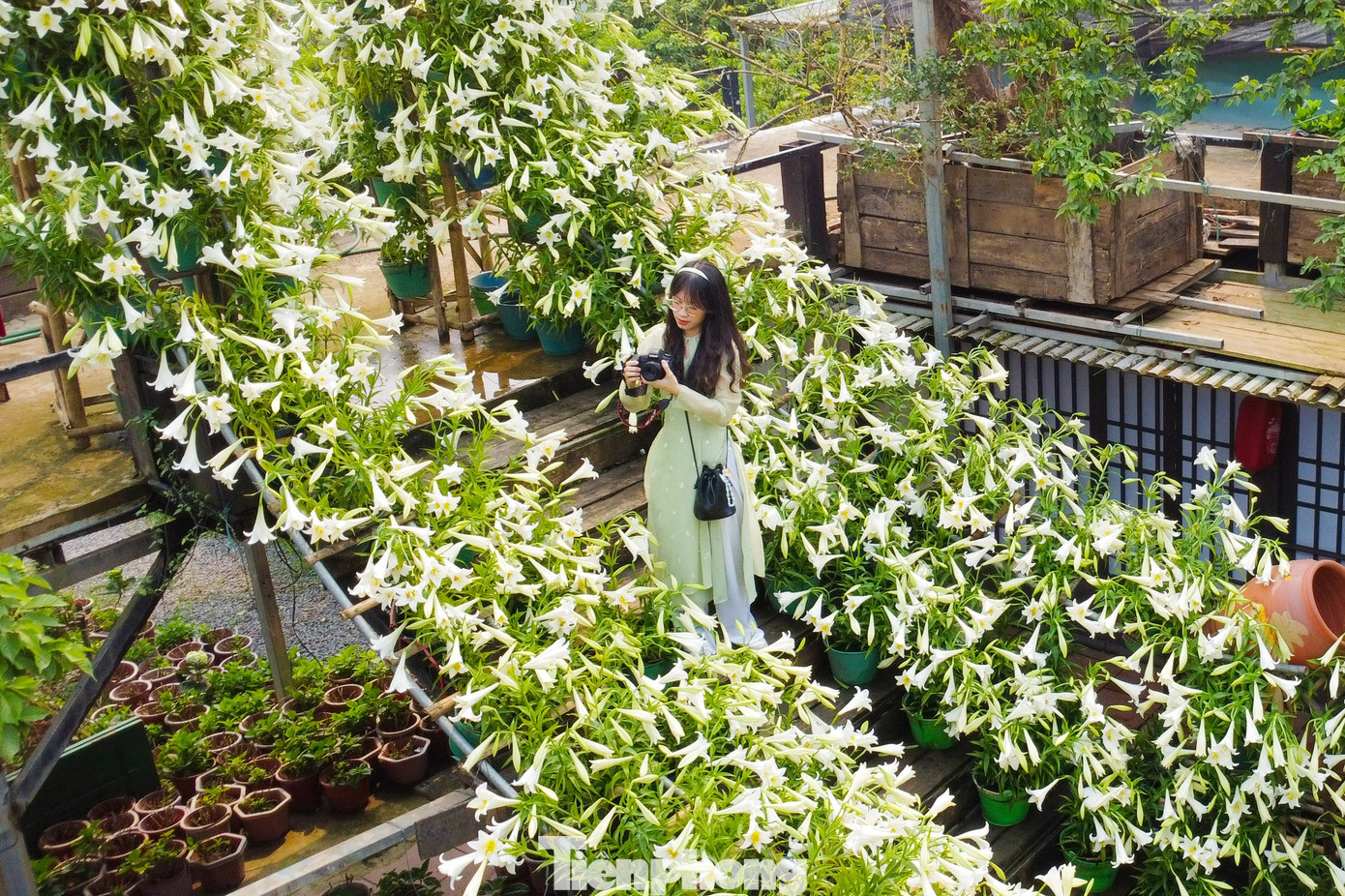 Nhiều điểm tham quan, quán cà phê trang trí cả nghìn bông loa kèn tạo điểm nhấn thu hút du khách. Nhiều điểm tham quan, quán cà phê trang trí cả nghìn bông loa kèn tạo điểm nhấn thu hút du khách.