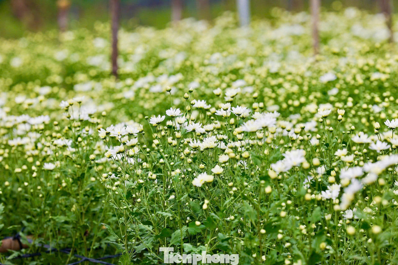 Những bông cúc họa mi trắng nhỏ xíu, rung rinh trong gió.