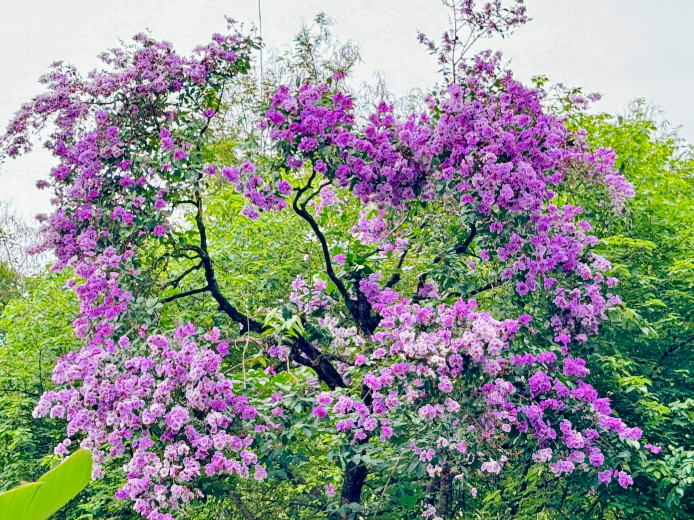 Bằng lăng có từ 6 đến 7 cánh hoa mỏng, với mép cánh nhàu trên các cuống hoa, phình ra giữa các đài hoa. Hoa mọc thành chùm ở đầu cành, có chiều dài từ 20 - 40 cm với nhiều màu khác nhau.