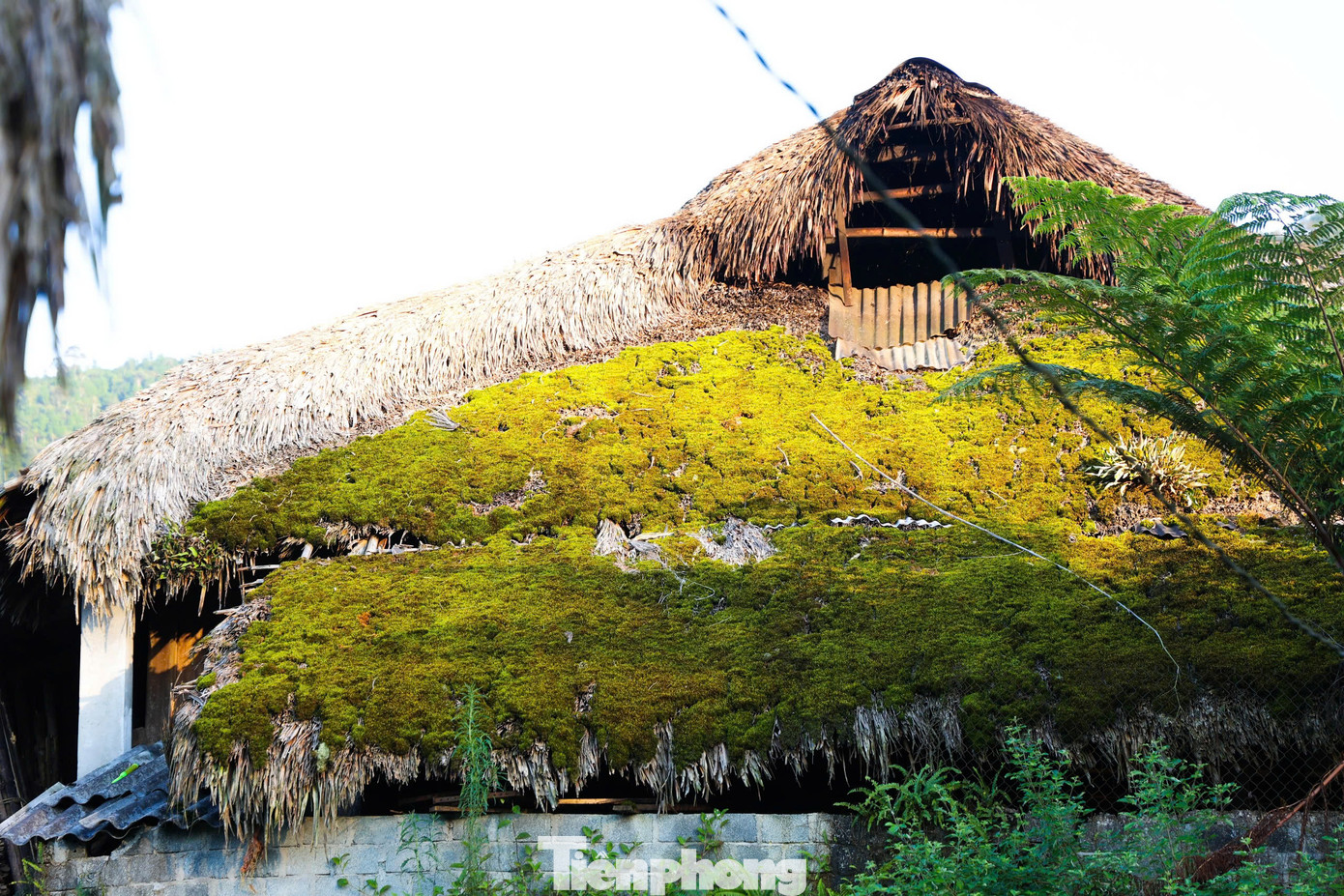 Mái nhà người dao thường được lợp bởi nhiều lớp lá cọ, mỗi chiếc mái được làm từ 8.000 - 10.000 lá cọ.