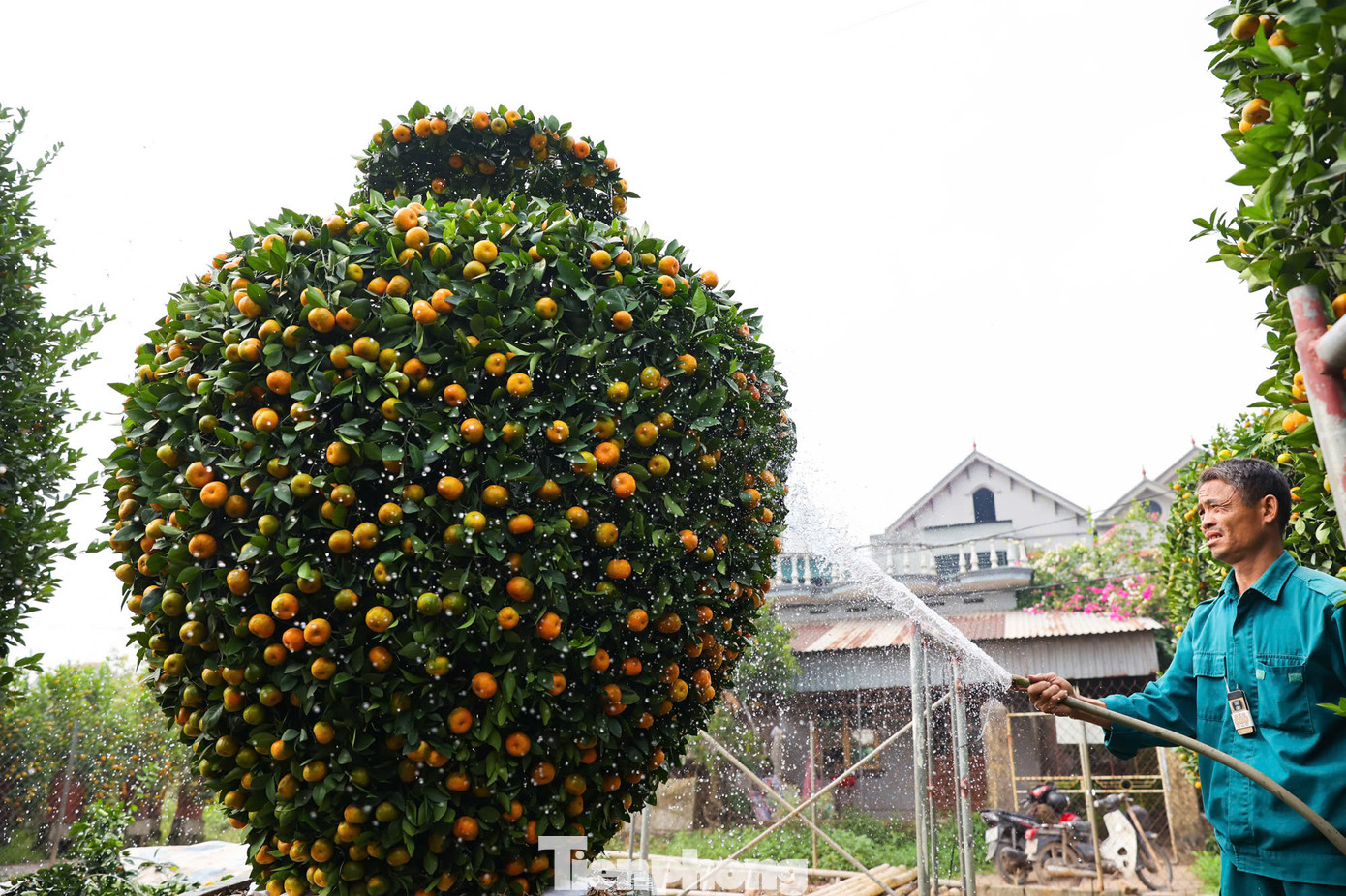 Để có được một cây quýt tán rộng, uốn thành lục bình khổng lồ, người dân phải cất công chăm sóc tới 5 năm.