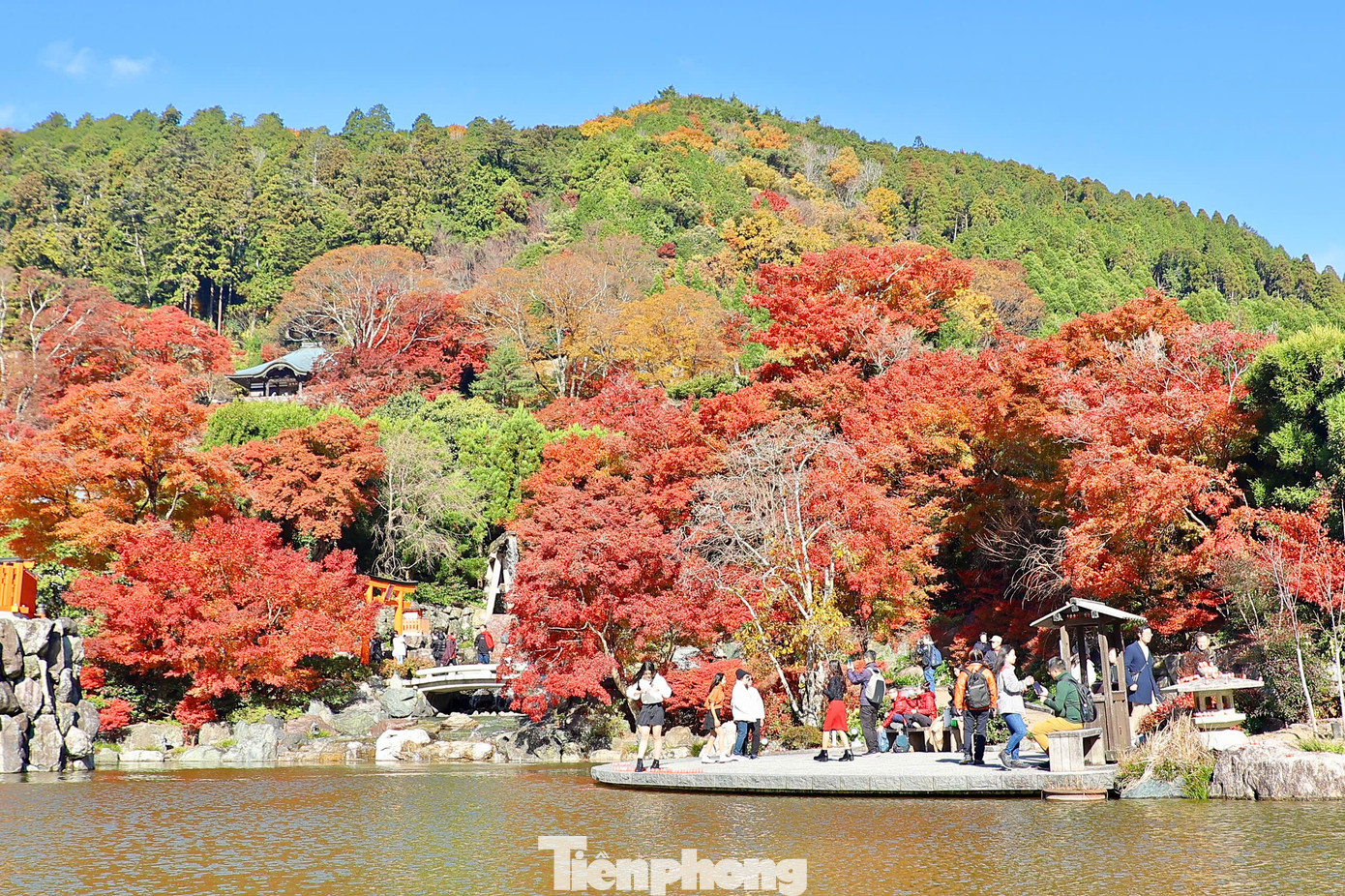 Mùa thu lá vàng, lá đỏ tại Nhật Bản năm nay đến muộn hơn so với các năm trước. Đến đầu tháng 12 mới đạt "đỉnh" mùa lá đổi màu, tạo nên bức họa thiên nhiên tuyệt đẹp.