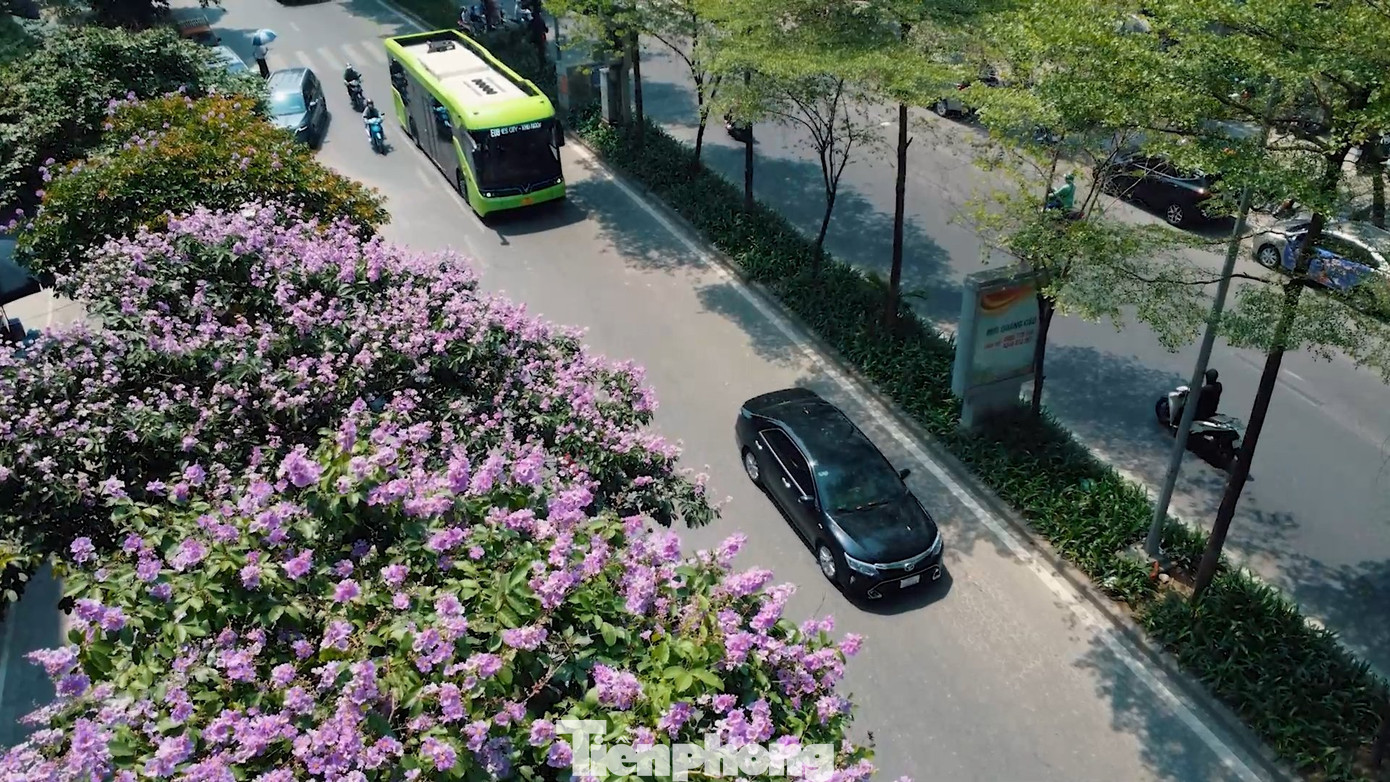 Những ngày đầu tháng 5, không khó để bắt gặp bằng lăng khoe sắc phủ tím trên các tuyến phố của Hà Nội. Màu tím biếc của bằng lăng khiến cho phố phường Hà Nội thêm lãng mạn, nên thơ hơn.