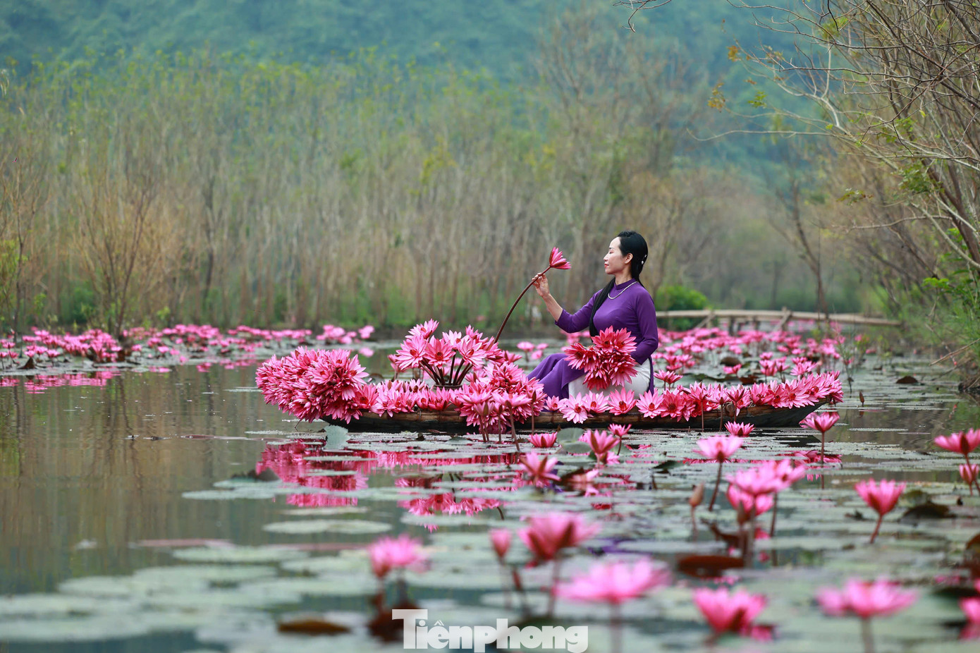 Suối Yến (huyện Mỹ Đức, Hà Nội) là địa danh nổi tiếng gắn với danh thắng Chùa Hương - nam thiên đệ nhất động của Việt Nam. Khi mỗi độ gió heo may, chớm đông về, hoa súng nở hồng suối Yến thu hút rất đông du khách đến tham quan, ngắm cảnh và check-in sống ảo.