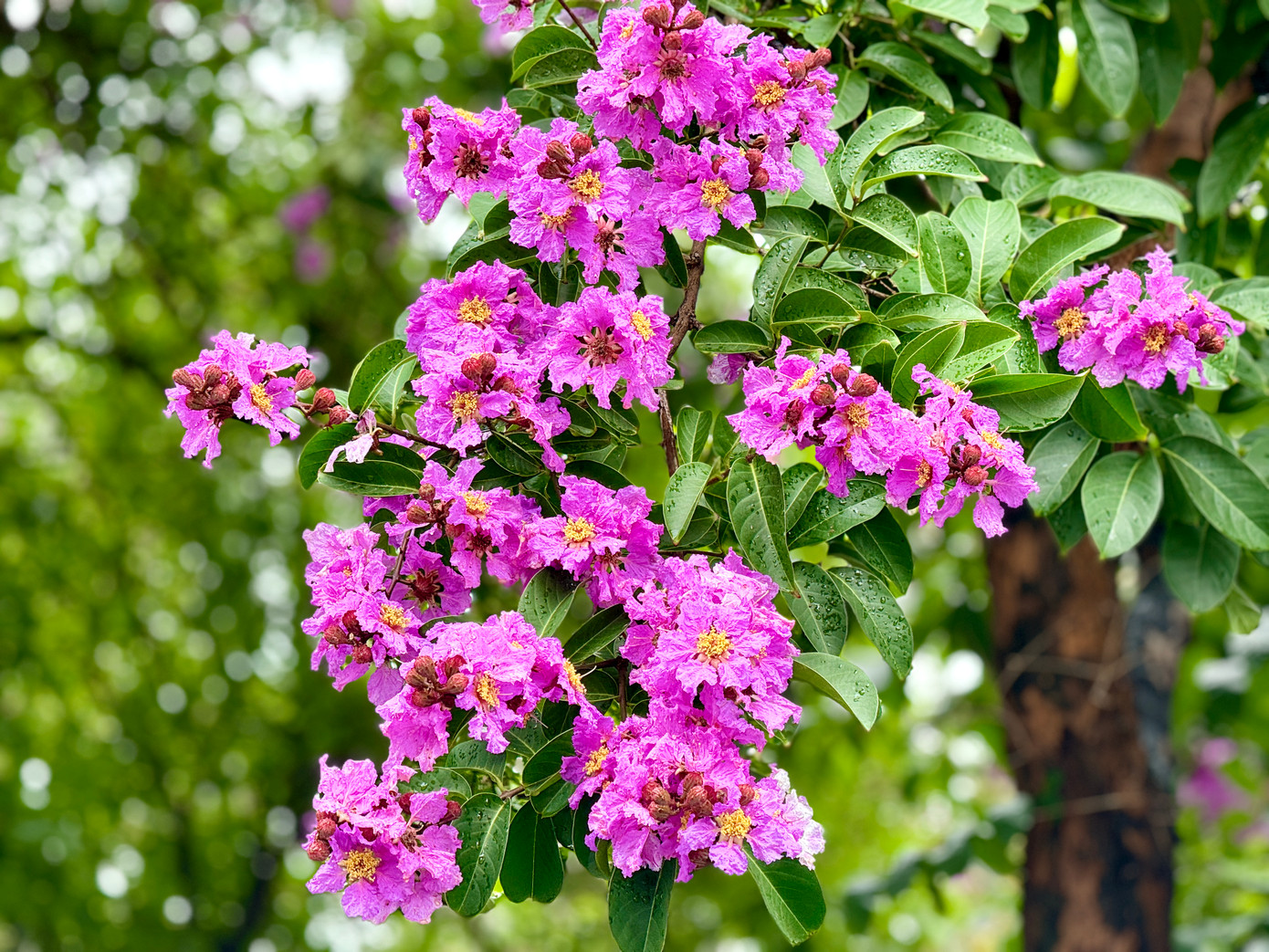 Dù không rực rỡ sắc đỏ như hoa phượng, nhưng bằng lăng với sắc tím đặc trưng từ lâu đã hòa vào nhịp sống hối hả của Thủ đô mỗi khi hè về.