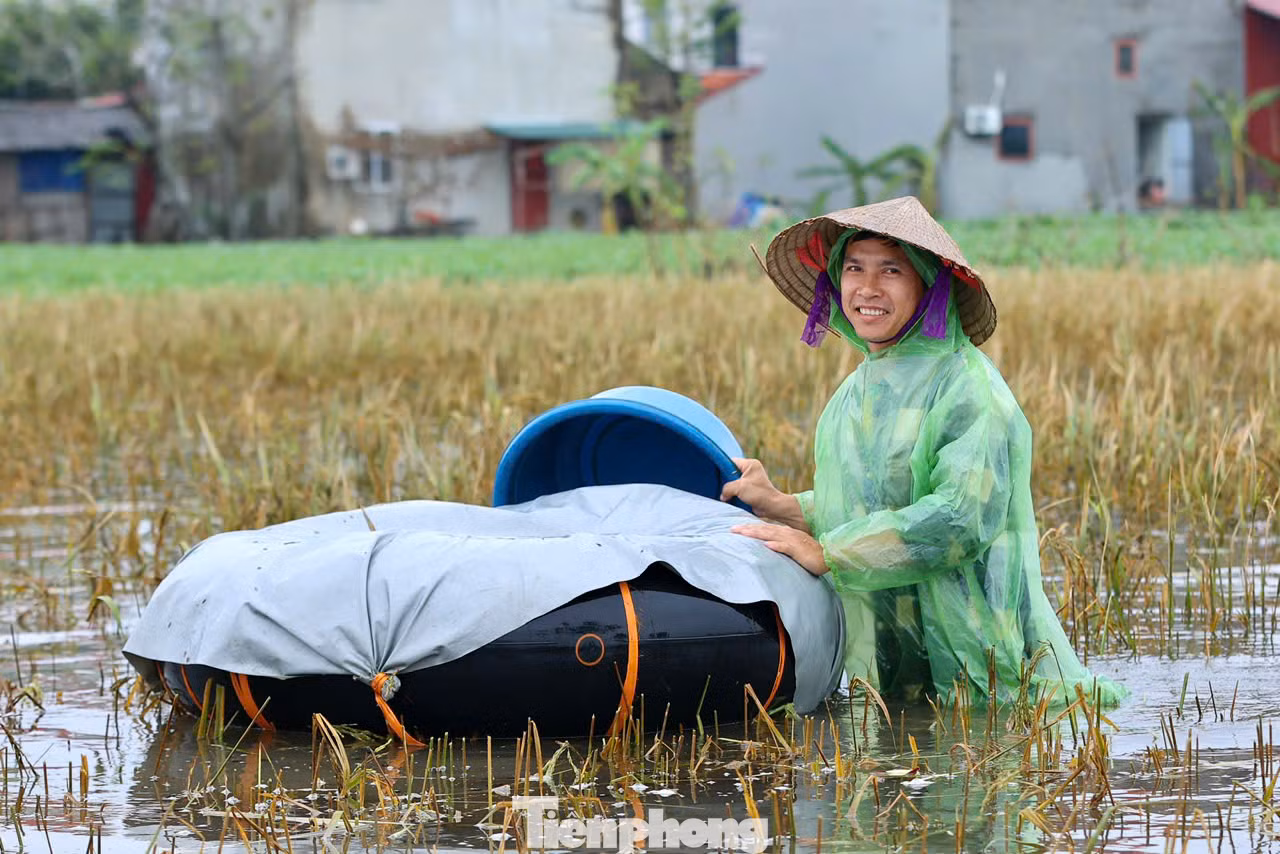 "Nước ngập trắng đồng khiến nhà tôi phải gặt lúa non để vớt vát được chút nào được chút đó, được các đồng chí bộ đội hỗ trợ gặt lúa, chúng tôi cố gắng trong hôm nay sẽ xong, nếu để thêm sẽ mất trắng", ông Tâm Thiều chia sẻ.
