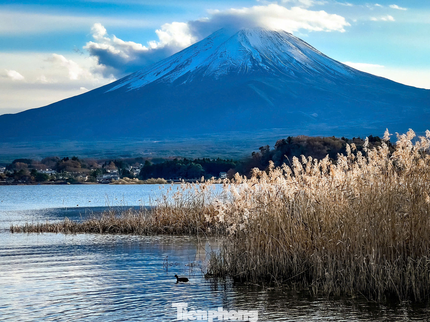 Hồ Thiên Nga, hay còn được gọi là hồ Kawaguchiko nằm ở phía nam tỉnh Yamanashi, gần núi Phú Sĩ, Nhật Bản.