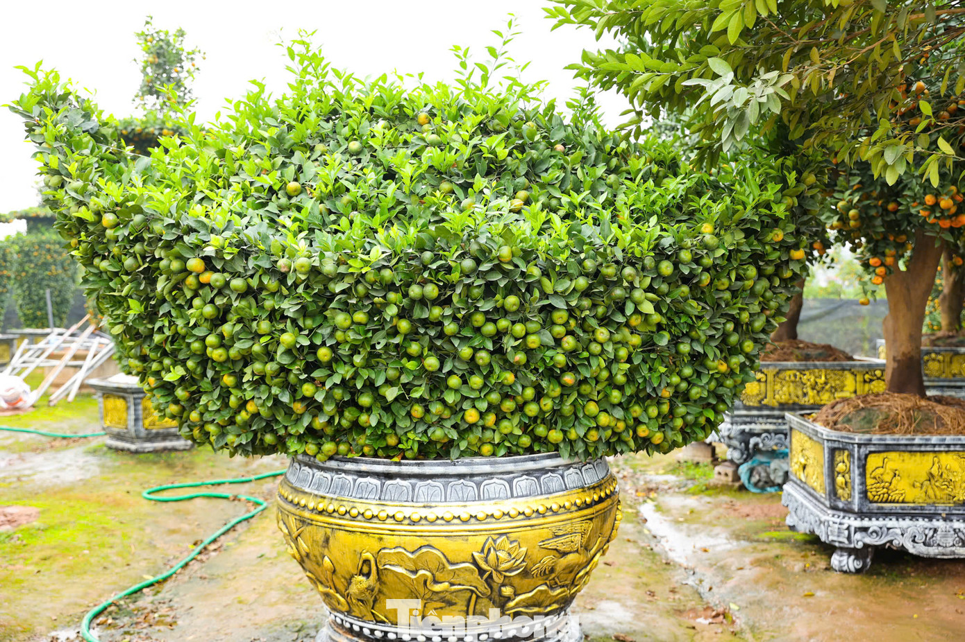 Quýt ngoài hình dáng độc đáo còn phải có quả mọng và quả lộc, vàng, lá tươi xanh thể hiện sự sinh sôi, phát triển", anh Nguyễn Văn Thạnh (nhà vườn xã Liên Nghĩa, huyện Văn Giang, tỉnh Hưng Yên) chia sẻ.