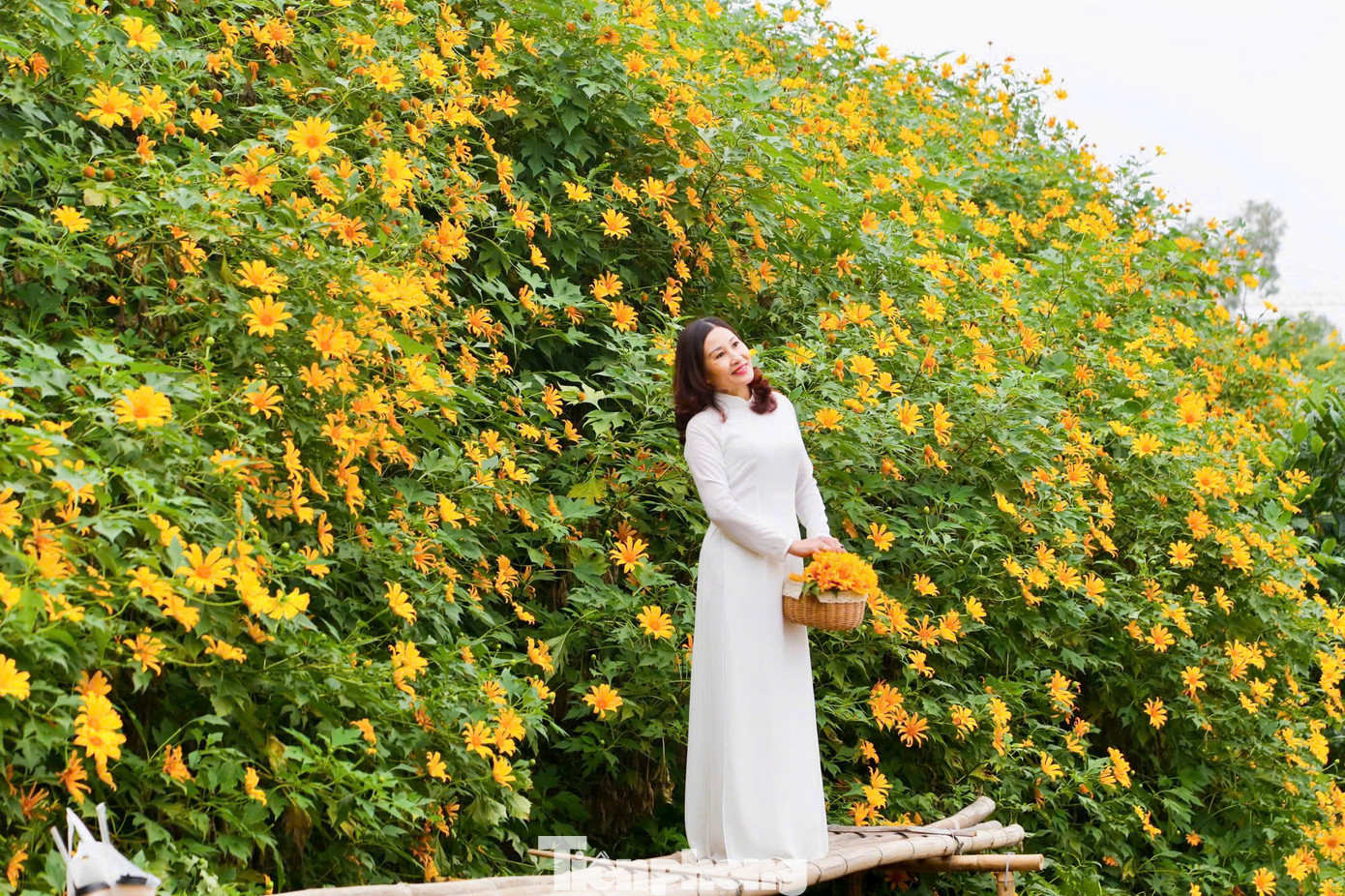 Hoa dã quỳ nở từ đầu tháng 11 và kéo dài đến cuối tháng 12. Thời điểm hoa nở đẹp nhất là cuối tháng 11 đến giữa tháng 12.