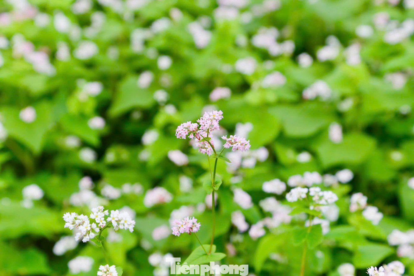 Hoa tam giác mạch nở rộ nhất từ tháng 11 đến cuối tháng 12, khi mới nở hoa mang màu trắng tinh khôi rồi chuyển sang hồng nhạt, hồng ánh tím và cuối cùng màu đỏ sẫm. Cũng như vùng Tây Bắc, hoa tam giác mạch trồng ở Hà Nội chỉ có vào mùa đông và chớm xuân.