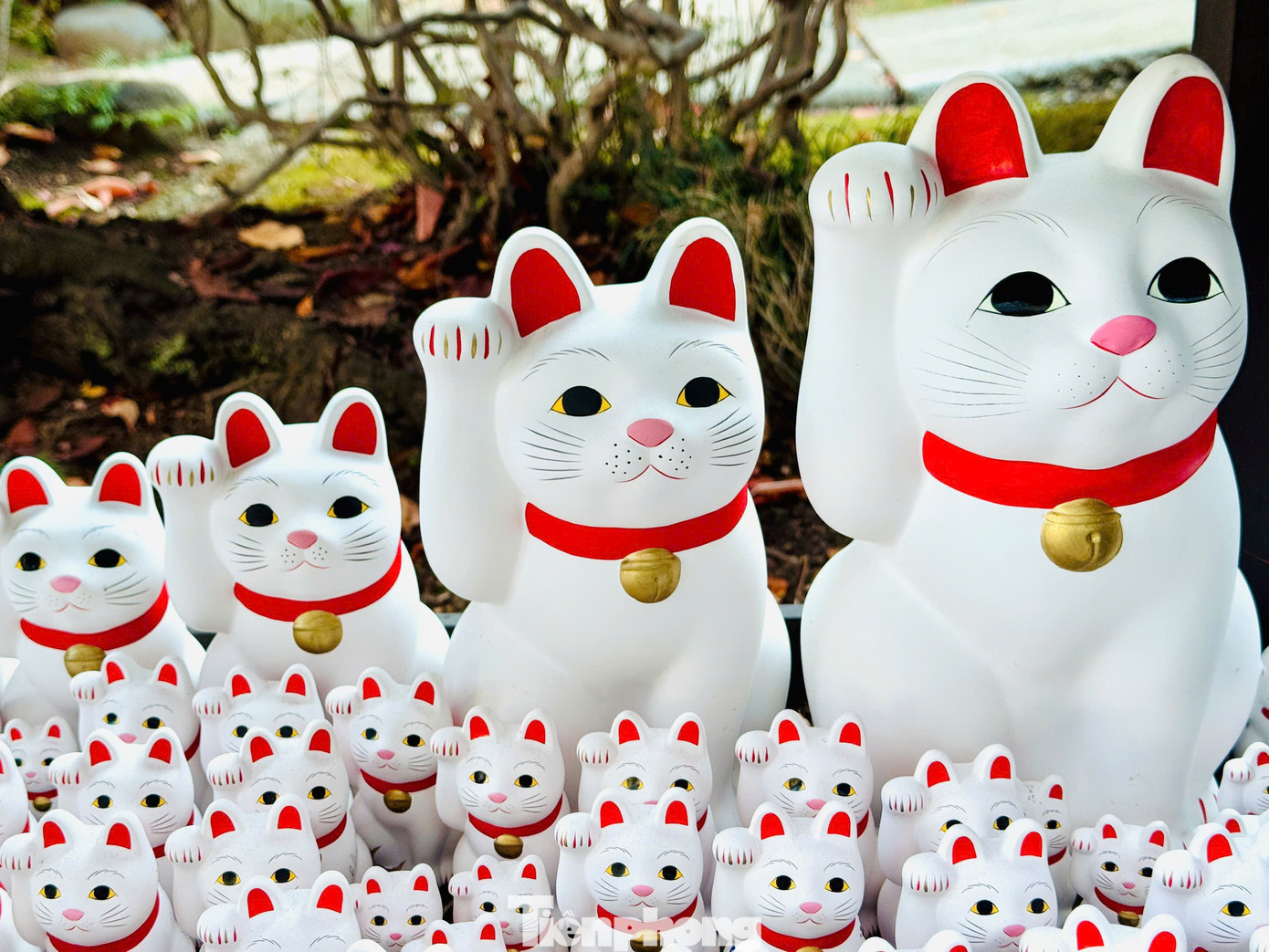 Maneki-neko là chú mèo thần tài nổi tiếng của Nhật Bản. Nó được xem là biểu tượng của xứ sở Phù Tang và là con vật mang lại nhiều may mắn cho người dân nơi đây. Do vậy, nhiều người luôn coi mèo Maneki-neko là lá bùa may mắn đem lại nhiều tài lộc.