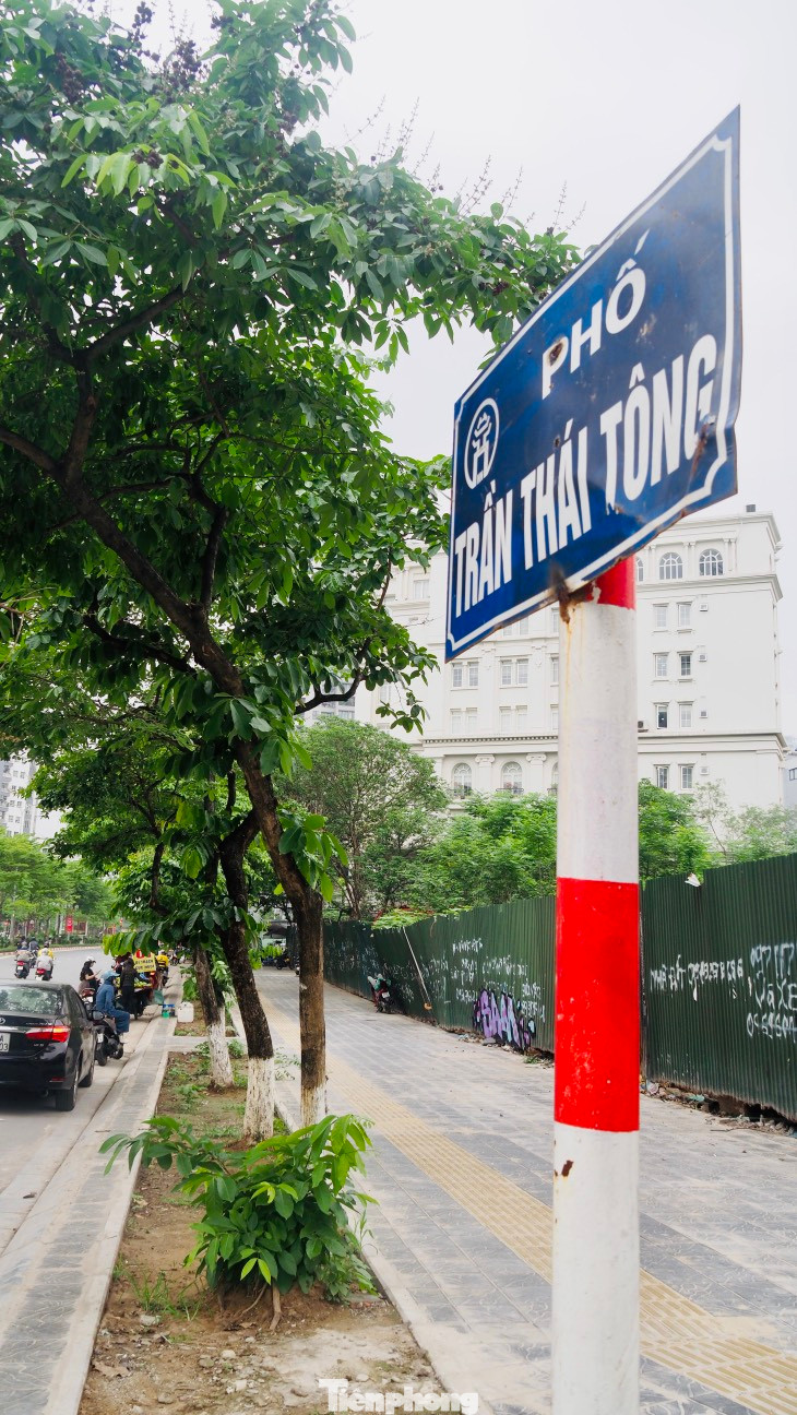 Dọc vỉa hè hai bên tuyến phố hàng loạt cây xanh có bộ rễ trồi lên khỏi mặt đất. Một số gốc cây không thể bám vào đất, dần đổ nghiêng xuống lòng đường. Điều này gây bất an cho người dân sinh sống tại đây.