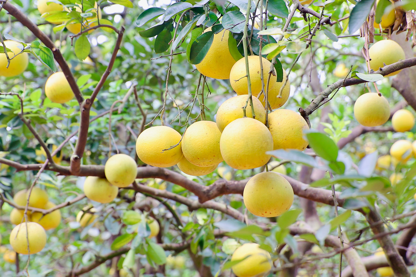 Các vườn bưởi ở làng Diễn (quận Bắc Từ Liêm, Hà Nội) đang vào độ chín vàng, thu hút đông đảo người dân và du khách đến tham quan, thưởng lãm.