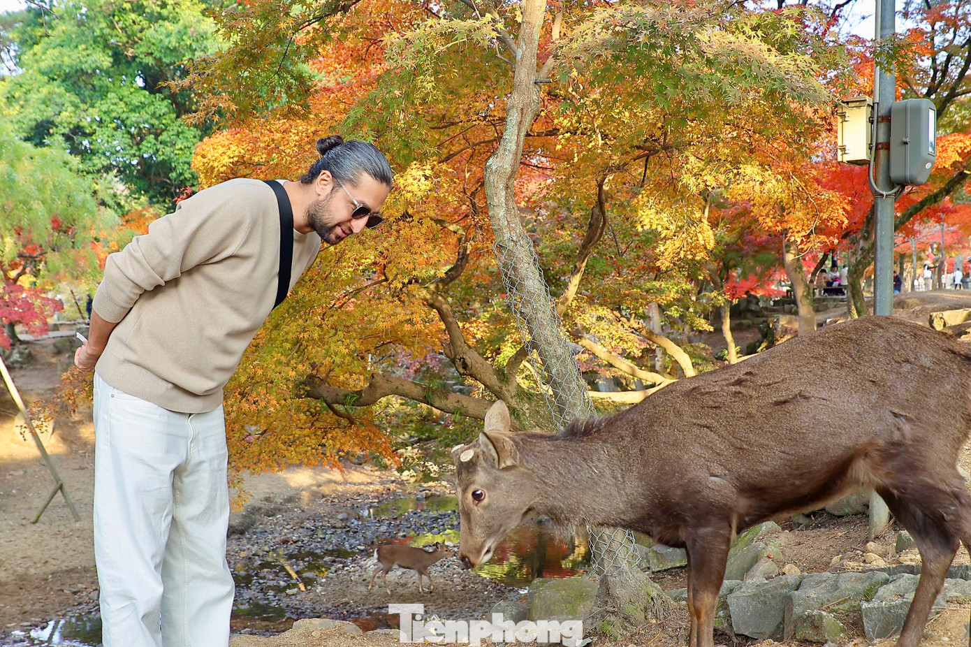 Những chú hươu rất thân thiện đã quen vui đùa cùng du khách, biết cúi đầu cám ơn sau khi được cho bánh.