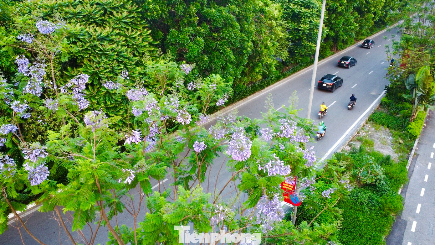 Những ngày này dọc các tuyến đường tại Hà Nội như đường Láng, Trần Duy Hưng (quận Cầu Giấy), Hoàng Cầu (quận Đống Đa)... nhiều người dân Thủ đô không khỏi bất ngờ khi thấy loài hoa này nở rộ.