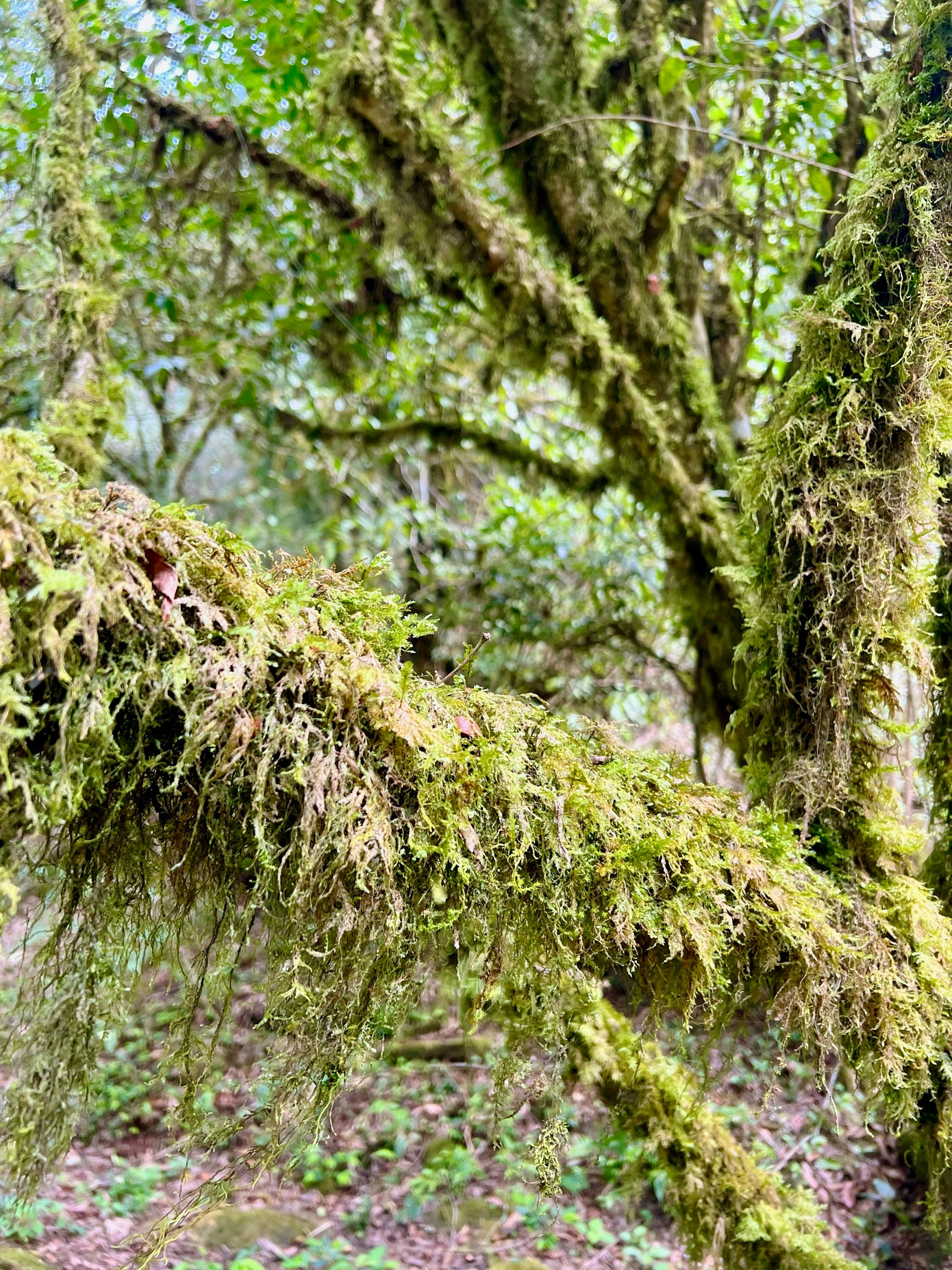 Thảm thực vật trong rừng thay đổi theo độ cao và hướng sườn núi. Trong rừng còn có nhiều cây cổ thụ to, hình dáng kỳ lạ, rêu phủ quanh năm và rừng trúc xanh bốn mùa.