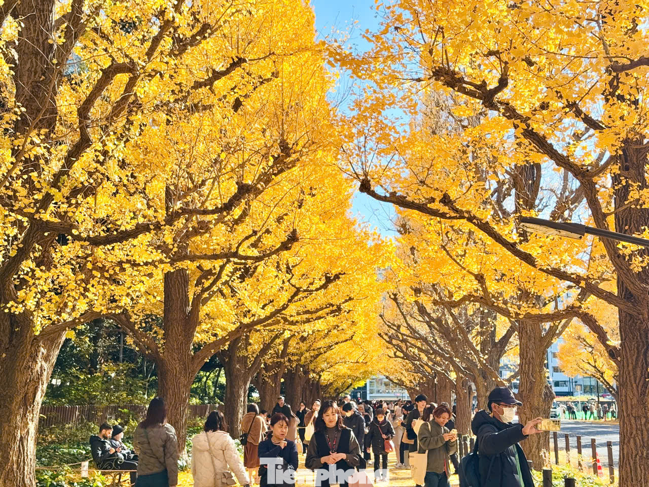 Khu Meiji Jingu Gaien với 150 cây ngân hạnh được trồng thẳng lối con đường hơn 300 m. Lá rụng tạo thành tấm thảm vàng tự nhiên, thu hút rất nhiều du khách đến tham quan, chụp ảnh.