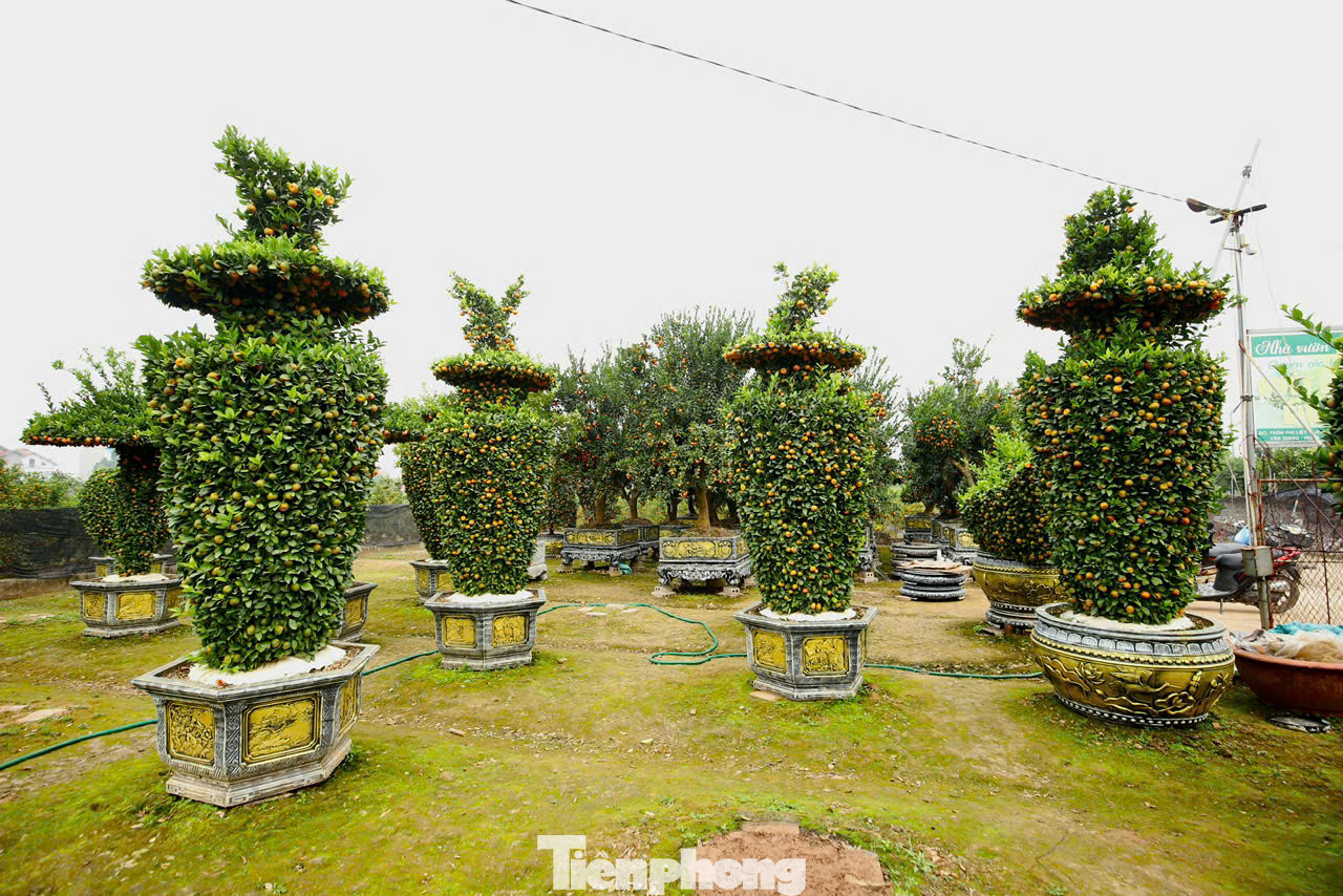 Còn 1 tháng nữa mới đến Tết Nguyên đán Ất Tỵ nhưng tại các nhà vườn ở huyện Văn Giang, tỉnh Hưng Yên, những cây quýt được tạo thỏi vàng, lục bình giá tới vài chục triệu đồng đã được khách hàng đặt mua.