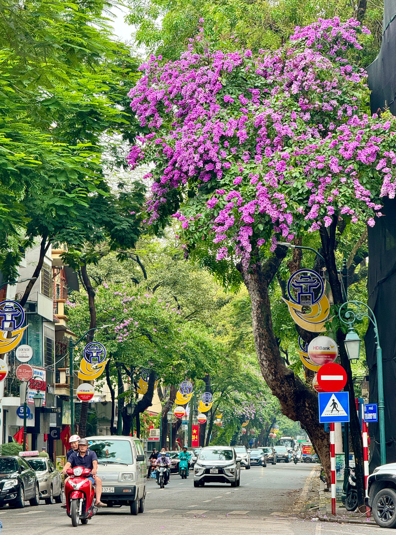 Khắp phố phường Thủ đô đã được nhuộm tím màu sắc quen thuộc của hoa bằng lăng.