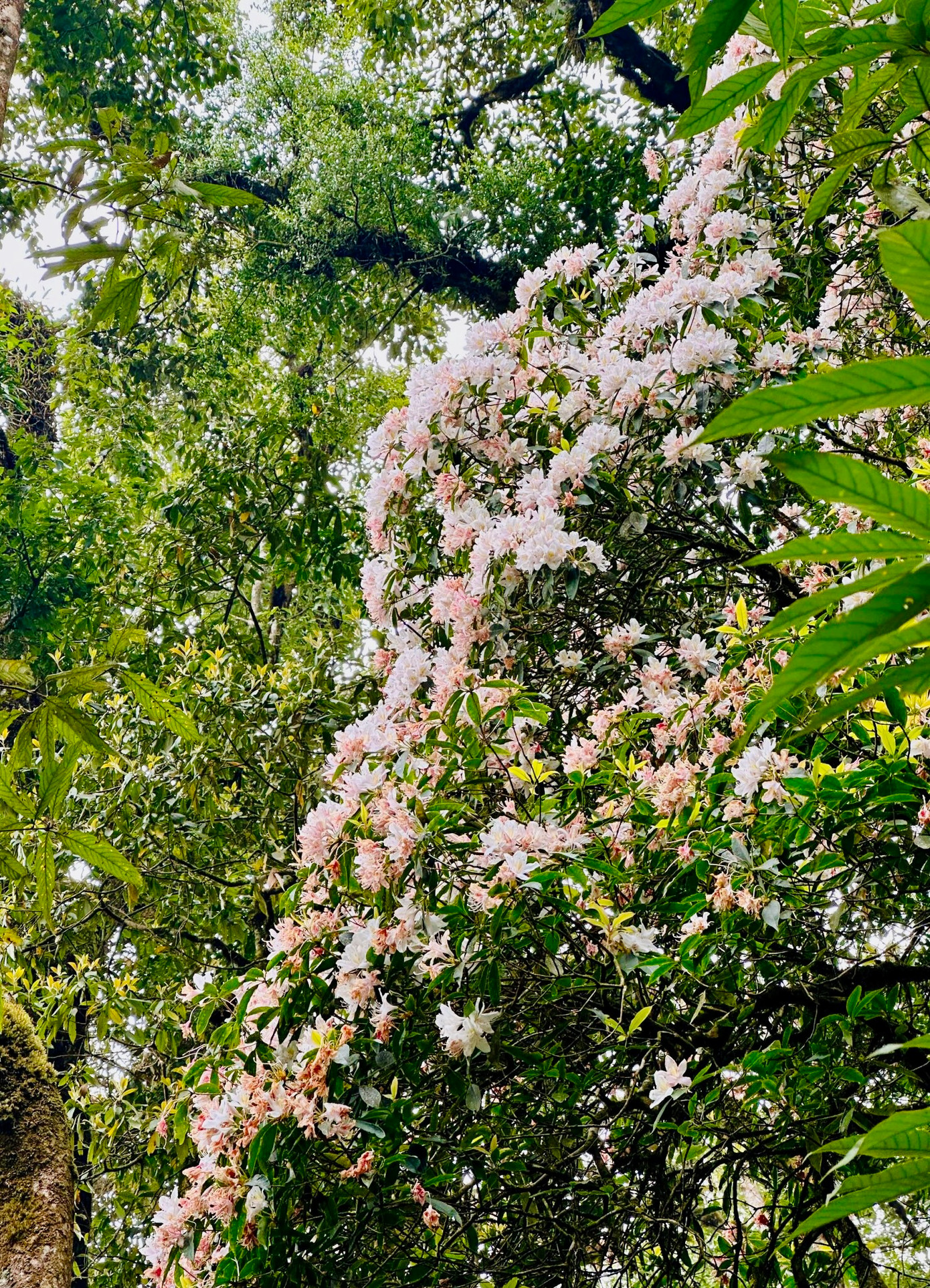 Thảm thực vật trong rừng thay đổi theo độ cao và hướng sườn núi. Trong rừng còn có nhiều cây cổ thụ to, hình dáng kỳ lạ, rêu phủ quanh năm và rừng trúc xanh bốn mùa.