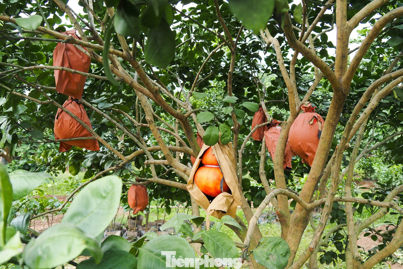 Ngoài sản phẩm bưởi đúc chữ tài lộc, nhà vườn còn tạo hình bưởi đỏ hồ lô để khách hàng có thêm nhiều sự lựa chọn.