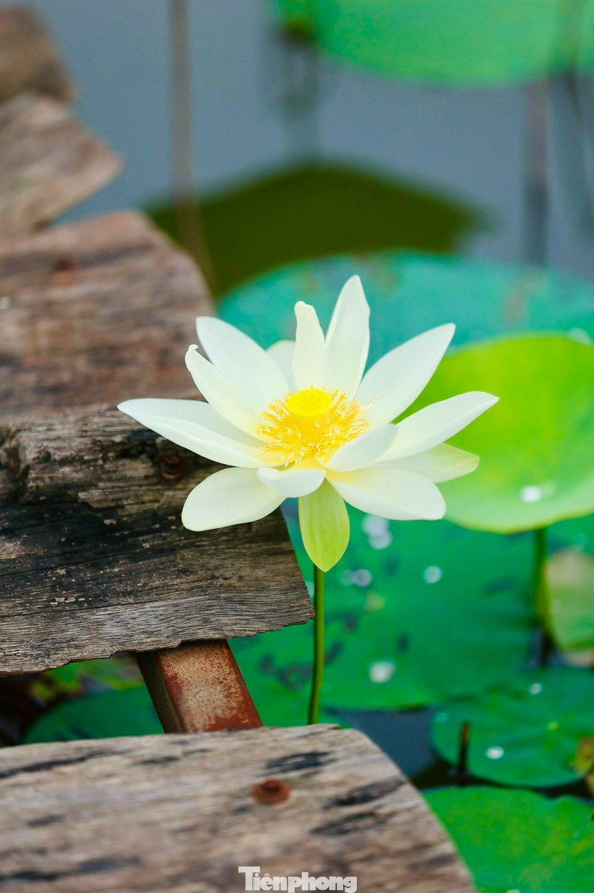 Những cánh hoa trắng xếp so le nhau bao phủ quanh nhụy sen vàng và đài sen. Những cánh hoa trắng xếp so le nhau bao phủ quanh nhụy sen vàng và đài sen.