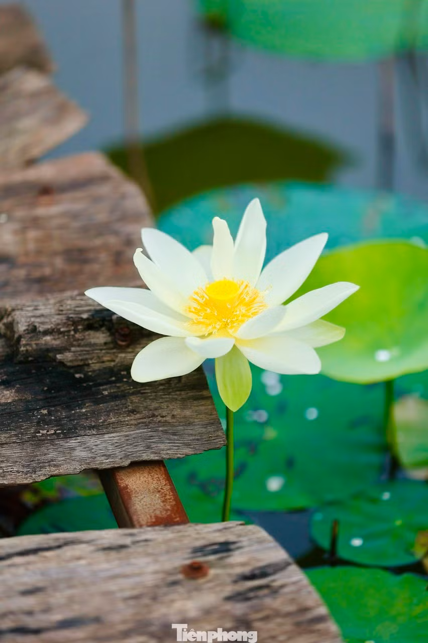 Những cánh hoa trắng xếp so le nhau bao phủ quanh nhụy sen vàng và đài sen.