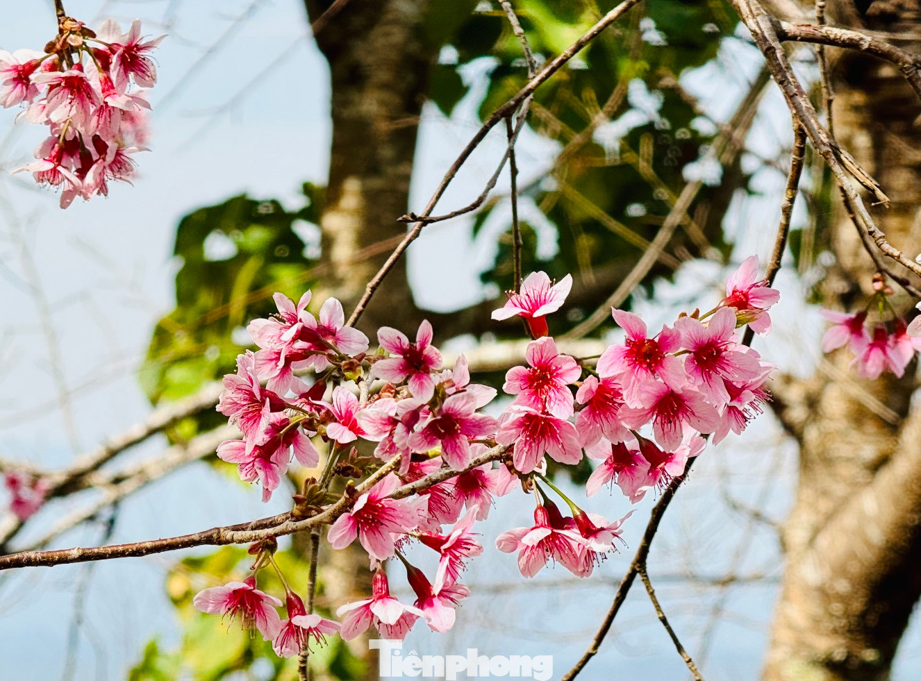 Tùy vào tình hình thời tiết, mai anh đào sẽ nở rộ khắp thành phố trong vòng 2-3 tuần tới. Từ nay đến cuối tháng 1, đầu tháng 2, du khách có thể thưởng thức trọn vẹn mùa hoa.